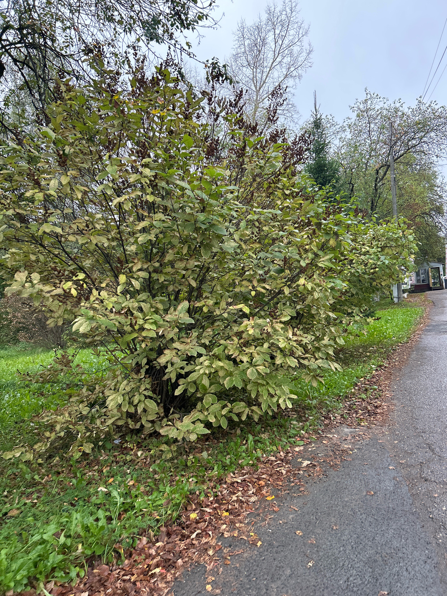 An overcast, possibly rainy day in Tomsk, Russia, with a focus on a large shrub with variegated green and yellow leaves in the foreground. The shrub is located at the edge of a wet asphalt road, with a grassy area to its left. Fallen brown leaves are scattered on the grass and the edge of the road. In the background, beyond the shrub, are more trees, some with bare branches, suggesting it is autumn. A power line pole is visible, and further back, a small, light-colored structure, possibly a building or a bus stop shelter, with a dark roof. The sky is a uniform grey.