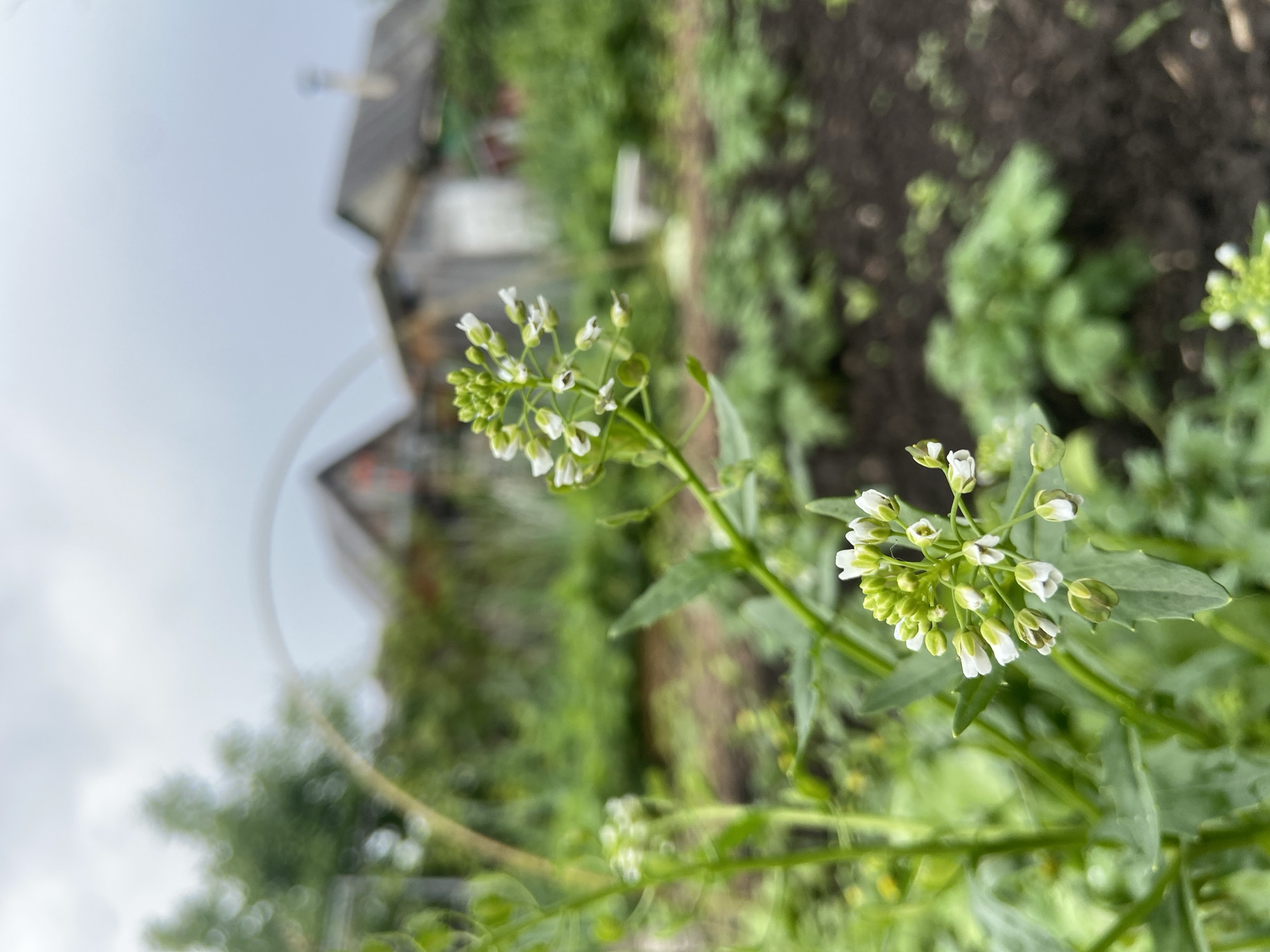This image presents a close-up, shallow depth of field view of small, delicate white and light green flowers, likely a species of wildflower or weed. The primary subject is a cluster of numerous tiny blossoms and buds on a slender green stem, positioned in the mid-right of the frame. Another similar, less-focused cluster appears further down and to the right. The flowers have small white petals and pale green centers, and are surrounded by light green foliage.
The background is significantly blurred, drawing focus to the foreground flowers. Behind the plants, dark brown soil is visible on the right side, suggesting a garden bed or an area of disturbed earth. Further back, a dense expanse of blurry green foliage fills the mid-ground. In the upper-left portion of the scene, the indistinct shape of a building, possibly a house or shed with a pitched roof and a chimney-like feature, can be vaguely discerned. This structure is set against a light, overcast sky, indicating a cloudy daytime.
The setting appears to be an outdoor natural or cultivated area, consistent with a garden or roadside in Naberezhnye Chelny, Russia. There are no people, discernible activities, or visible text within the frame. The overall mood is quiet and natural, highlighting the small beauty of the blooming plant.