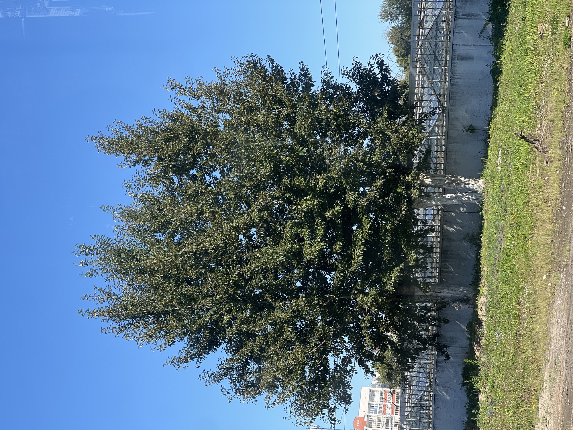 A clear, bright day with a cloudless blue sky over an urban area. The foreground features a patch of dry, dusty ground giving way to a grassy area dotted with small wildflowers. Behind the grass, a large, leafy green tree stands prominently, its branches spread wide. The tree's trunk appears to be split into two visible sections. A light gray concrete wall runs horizontally across the middle ground, topped by a metal fence with a decorative circular pattern. Beyond the fence, a building with multiple stories, possibly an apartment complex, is visible on the left side of the frame, characterized by white and red sections and numerous windows. Telephone wires are strung across the upper right portion of the image.