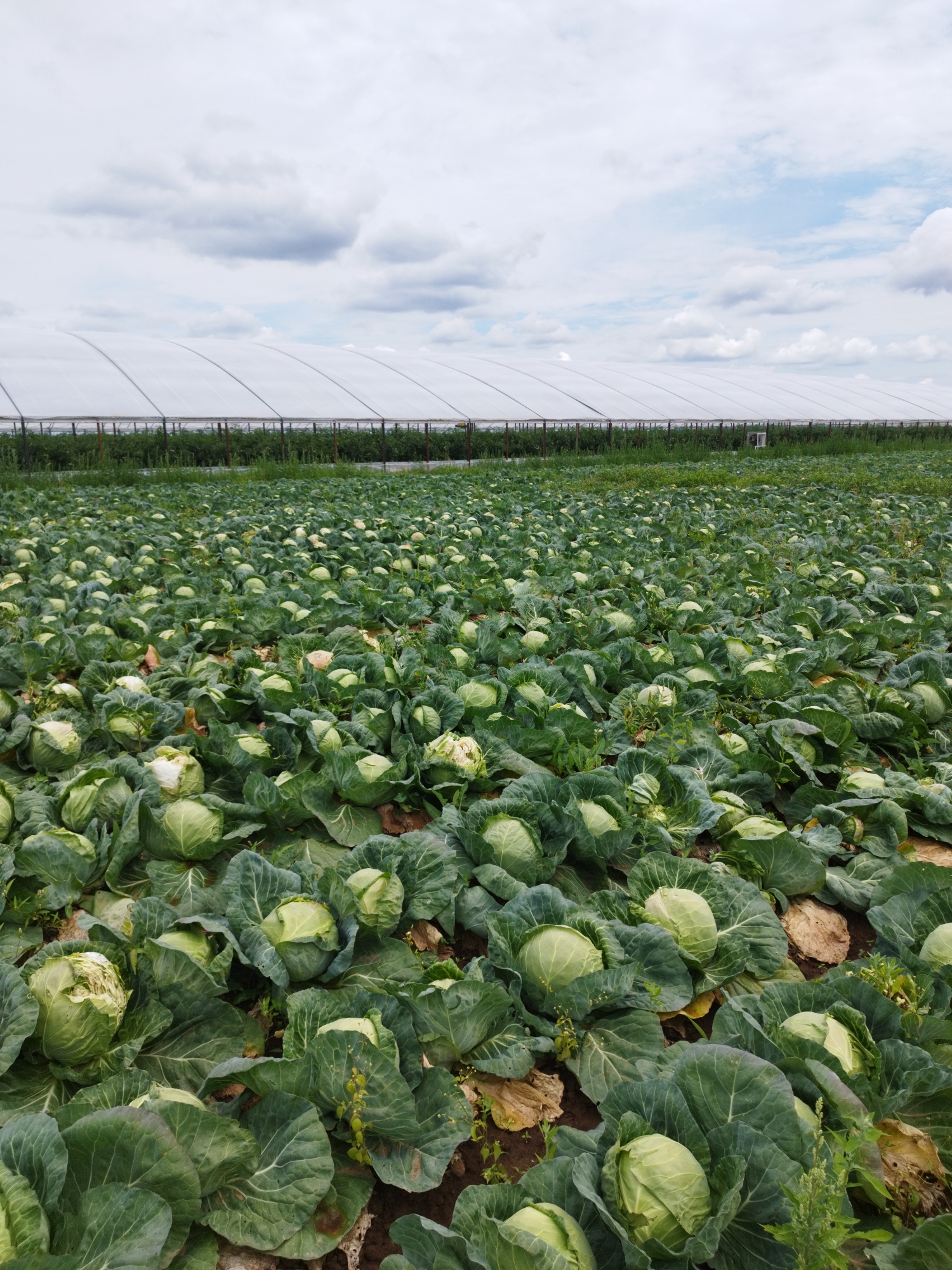 The image depicts an expansive cabbage field under a cloudy sky. In the background, several large, white, hoop-style greenhouses are visible, stretching horizontally across the horizon. These greenhouses appear to house agricultural activity. The foreground is dominated by rows of mature cabbages, their large green leaves filling the frame. The cabbages are in various stages of development, with some appearing more tightly formed than others. The soil is visible between the plants, with some dry, brown leaves scattered amongst the cabbages. The scene is consistent with agricultural land in or around Băleni-Români, Romania, given the presence of greenhouses which are common in modern farming practices. No people are visible in the image.