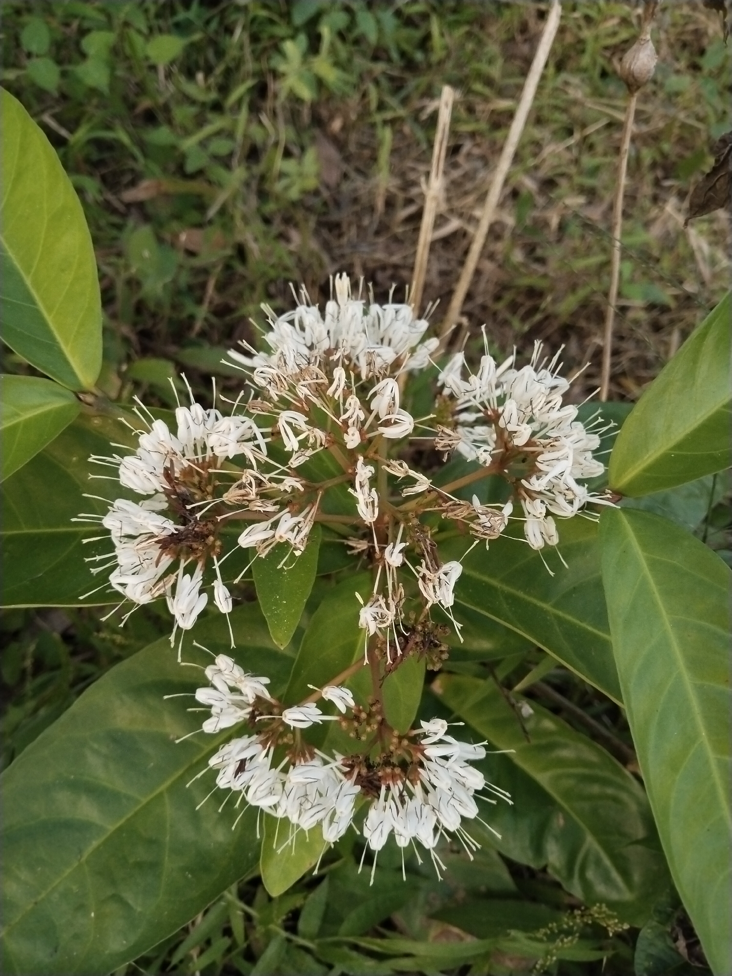 The image shows a plant with clusters of white flowers and large green leaves. The flowers have long, thin stamens that extend beyond the petals. The plant is growing in an outdoor environment with other foliage in the background. Location: Unknown, Unknown.