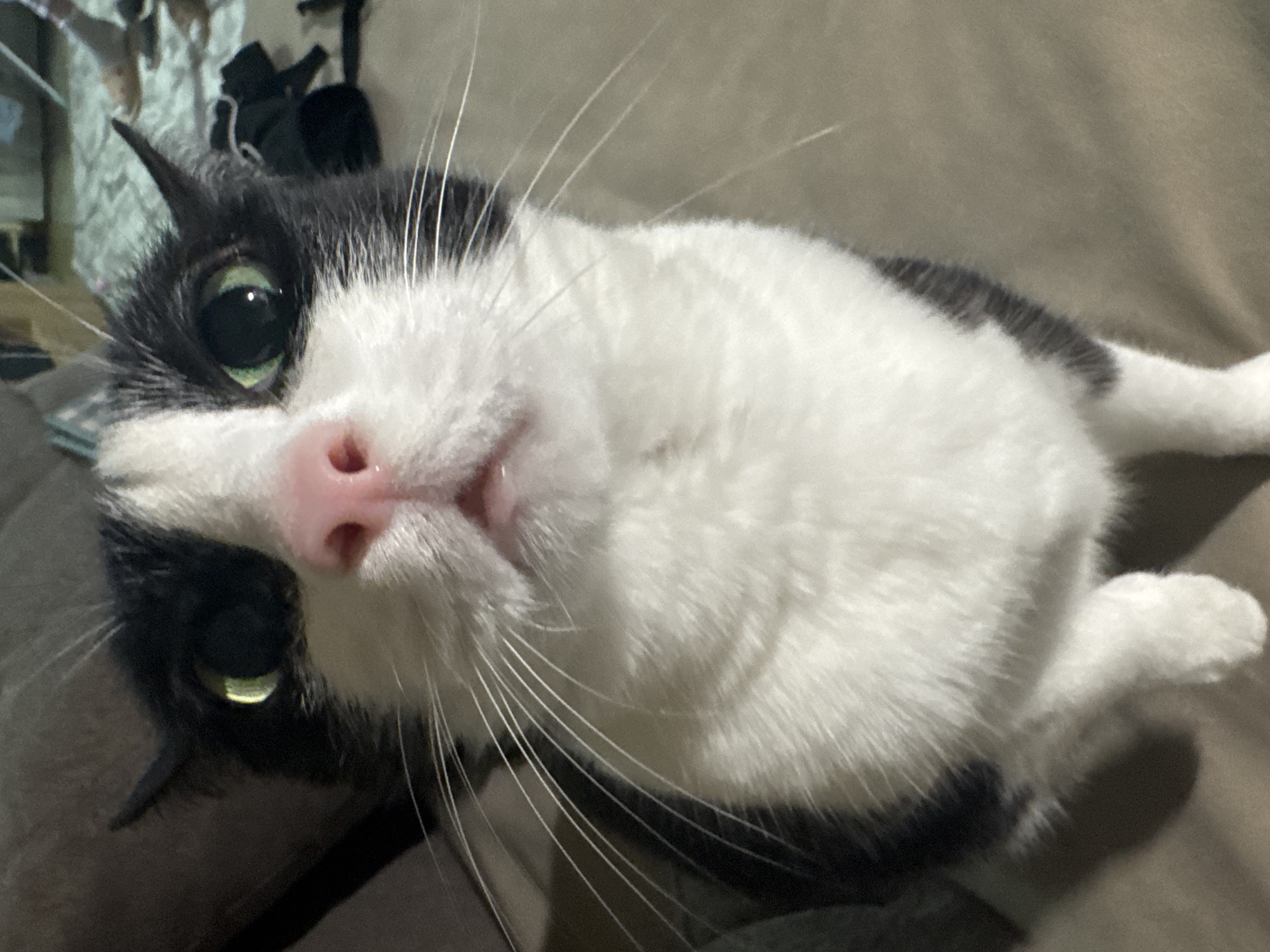 A close-up image shows a black and white cat lying on its side, possibly on a bed or sofa, with a light brown surface behind it. The cat has a pink nose and long white whiskers. Its eyes appear green in the lighting. A black object and partially obscured window are in the background. The location is not discernible from the provided image.