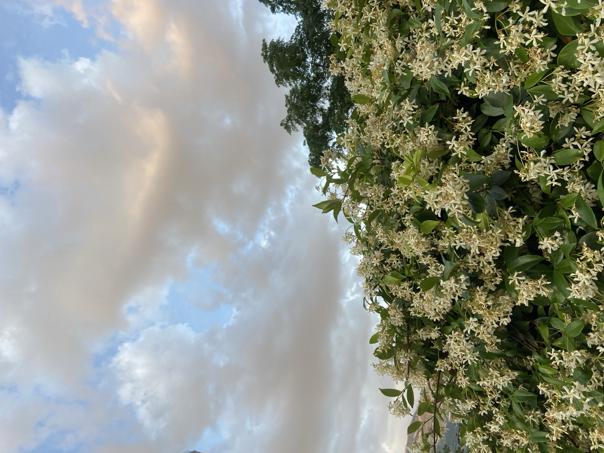 The image shows a view of the sky with clouds on the left side and a lush, flowering vine on the right. The vine is covered in small, white, star-shaped flowers amidst green leaves. A tree with darker foliage is partially visible above the vine. In the lower-left corner, there are hints of a building roof. The photo was taken in Budva, Montenegro.