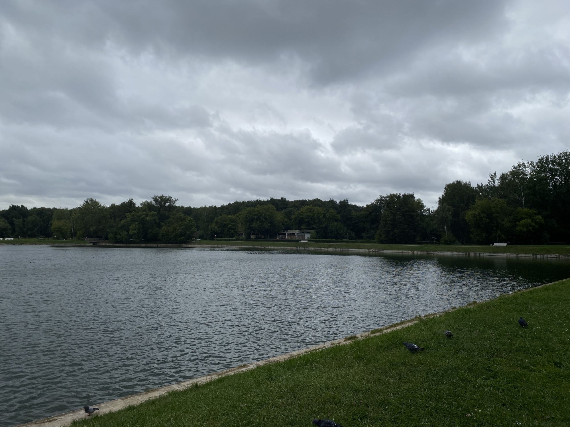 The image depicts a cloudy day at a park. A large body of water, likely a lake or pond, dominates the left side of the frame. The water's surface is rippled, indicating a slight breeze. The far bank of the water is lined with a dense growth of green trees, with a small building visible in the distance. In the foreground, a strip of well-maintained green grass slopes down towards the water's edge. Several pigeons are scattered across the grass, with one particularly visible near the bottom left of the image, and others further to the right. A paved walkway or embankment runs along the edge of the water, separating it from the grassy area. The sky is overcast with heavy, gray clouds, suggesting a potentially cool or damp day. The overall impression is one of a serene, natural environment within a city setting.