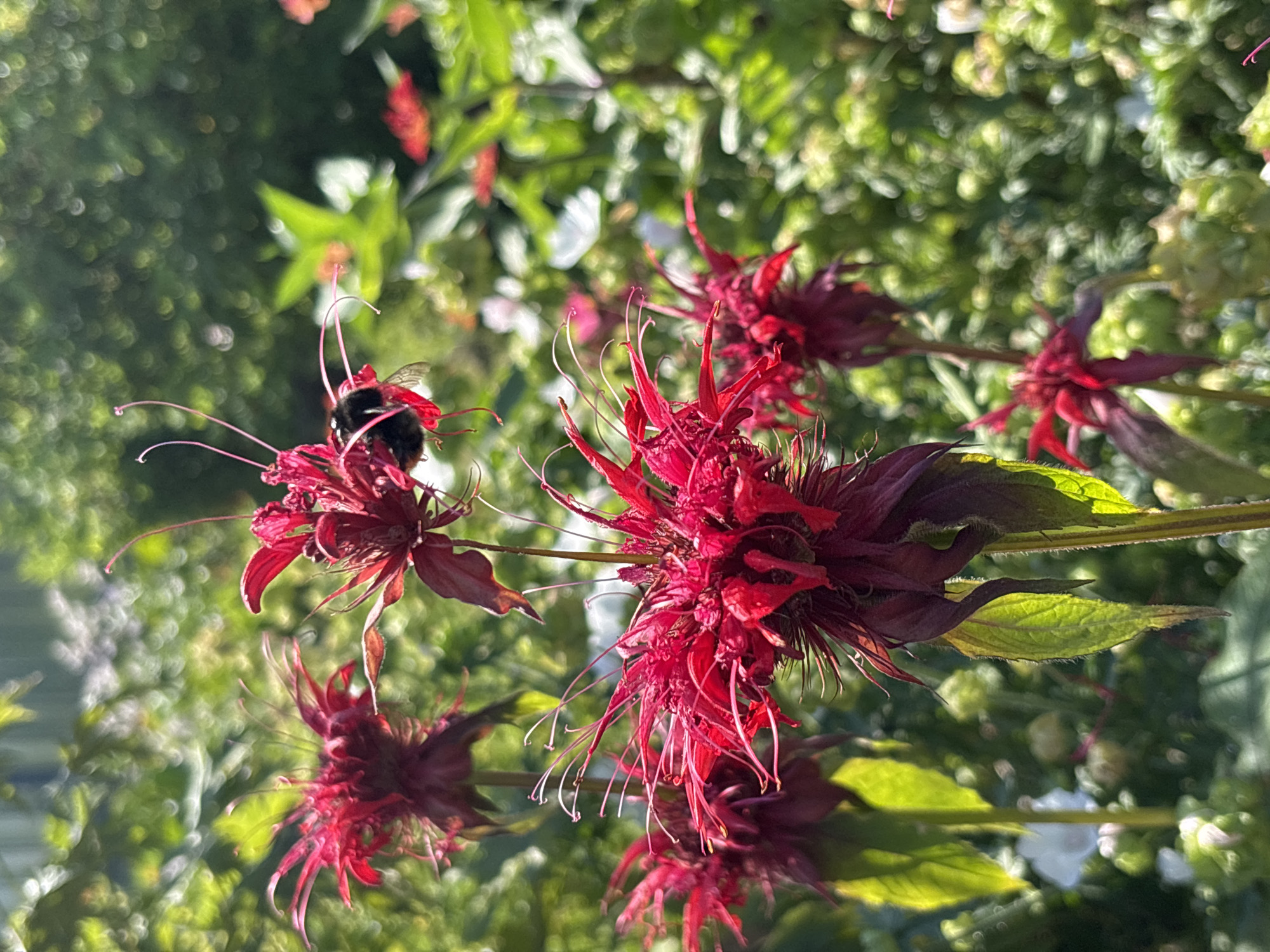 A close-up, slightly blurry, medium shot captures a bright red bee balm flower in the foreground, with a bumblebee on one of its petals. The bee, predominantly black with yellow stripes, is partially obscured by the flower's delicate, tubular petals and thin, white stamens. Its fuzzy body and wings are visible as it appears to be collecting nectar. Several other red bee balm flowers, some in sharper focus than others, are scattered throughout the image. The background is a soft blur of green foliage and some white and pink flowers, suggesting a garden setting in the village of Dunilovo, Russia. The lighting is bright, with sunlight dappling through the leaves, creating a bokeh effect. The scene is peaceful and depicts a moment of natural interaction.