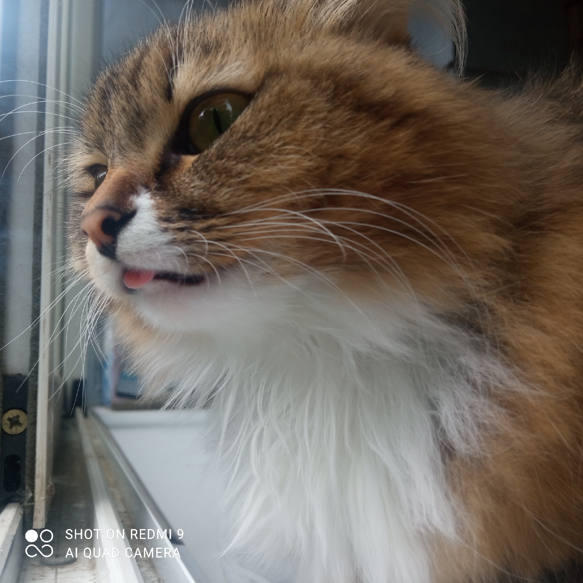A close-up shot of a long-haired cat looking out a window. The cat has a light brown and white coat, green eyes, and its tongue is slightly protruding. The cat is positioned near a window frame. The lower left corner of the image includes text that reads "SHOT ON REDMI 9 AI QUAD CAMERA." The location is Chaikovsky, Russia.