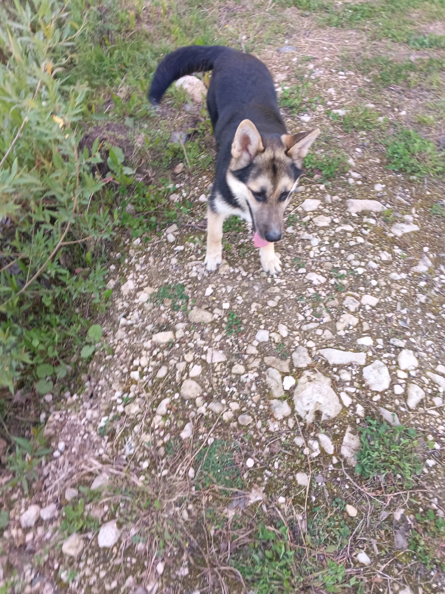 A dog stands on a gravel surface with patches of grass, near some greenery. The dog has black and brown fur. Its tongue is sticking out. The location is unknown.
