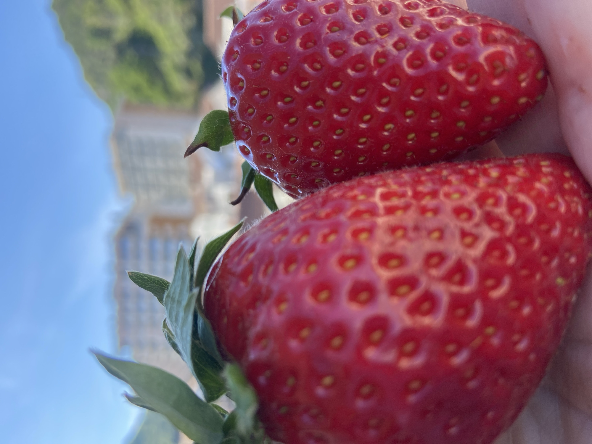 Two strawberries are stacked in a hand. The strawberries are red, glossy, and have seeds embedded in their surface. Green stems and leaves are attached to the strawberries. The background is a blurred urban landscape consisting of buildings and sky. The location is Budva, Montenegro, as indicated by the cityscape.