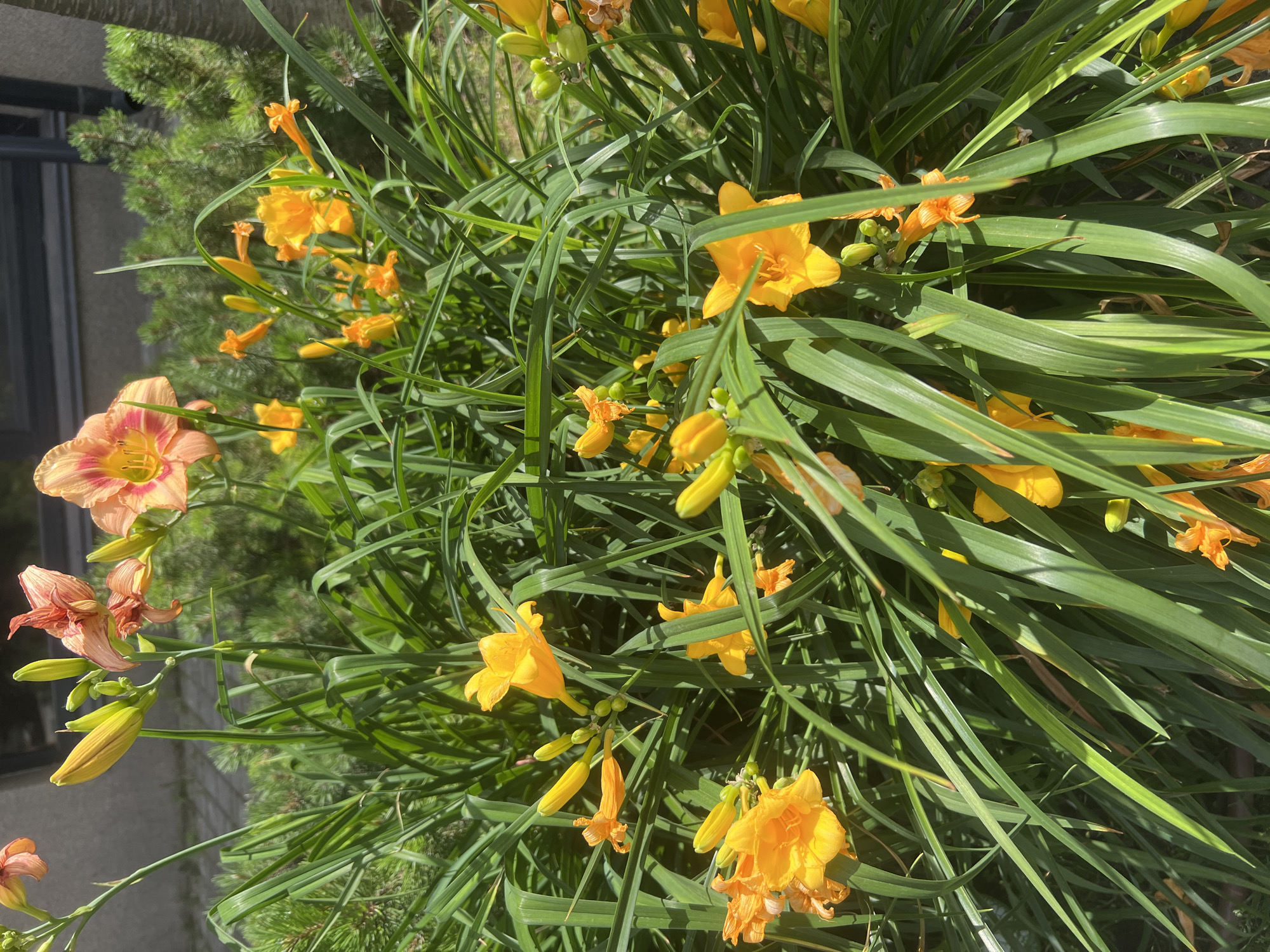 A dense cluster of bright orange and yellow daylilies is in full bloom, their trumpet-shaped flowers and buds interspersed with long, sword-like green leaves. The flowers, varying in stages of openness, catch the sunlight, creating highlights and shadows on their petals. Some of the flowers show a delicate pinkish-orange hue at the edges of their petals. In the background, out of focus, is the suggestion of a building with a darker facade and possibly some greenery. The image appears to be taken outdoors during daylight. This scene is located in Fontanka, Ukraine.