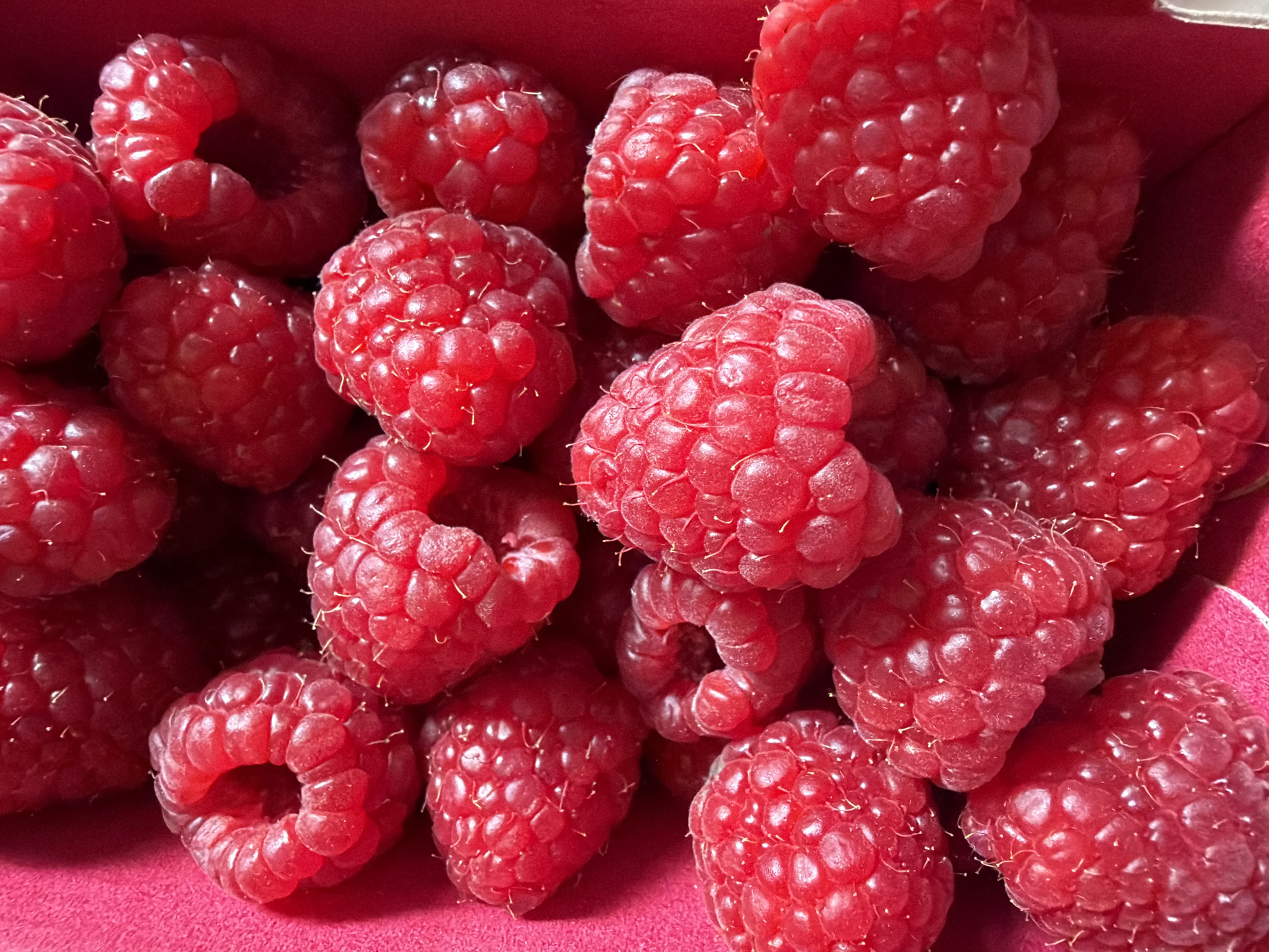 The image is a close-up, overhead view of a collection of ripe raspberries, predominantly in shades of bright red and pink. The raspberries are piled loosely in a textured, deep pink container. The lighting creates highlights and shadows on the berries, emphasizing their rounded, segmented surfaces and the fine hairs that cover them. Some raspberries are whole, while others show the characteristic hollow center left after the receptacle has been removed. The background is the uniformly colored, slightly textured interior of the container. There are no people, animals, or discernible landmarks of Tallinn, Estonia visible in the image. The scene is solely focused on the fruit.