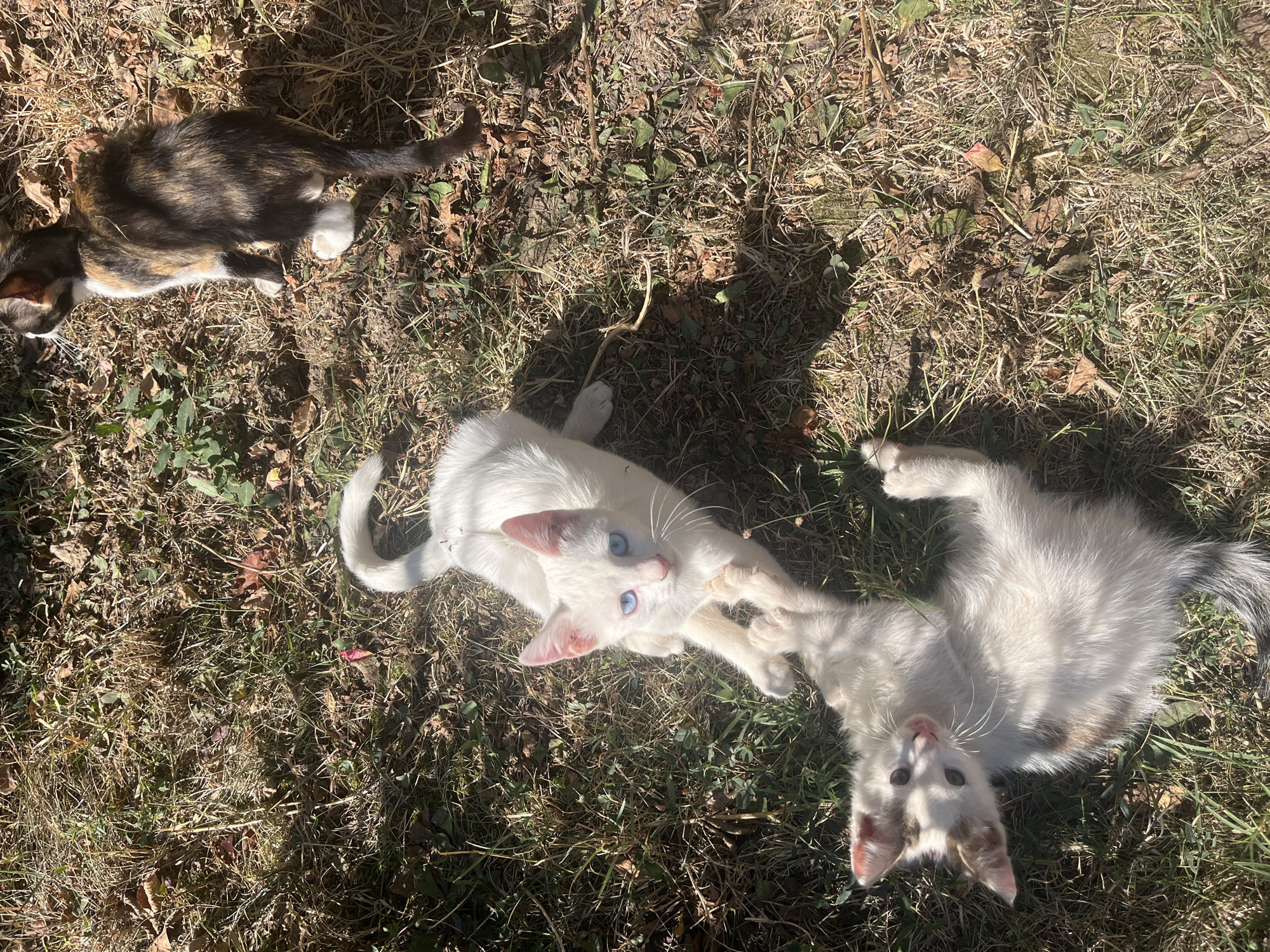 The image depicts three kittens in an outdoor, grassy environment with dry leaves scattered on the ground, suggestive of autumn. The lighting indicates a sunny day. In the foreground, two white and tan kittens are interacting. One kitten is lying on its back, looking up with its mouth slightly open and ears alert. The other kitten, predominantly white with striking blue eyes, is positioned above it, reaching out with its paws as if playing or interacting. In the background, a third kitten with a tortoiseshell coat pattern (black, brown, and orange patches) is standing and looking away from the camera. The setting appears to be a natural area, possibly a backyard or park, devoid of any specific urban landmarks that would identify it as being within Targovishte, Bulgaria.