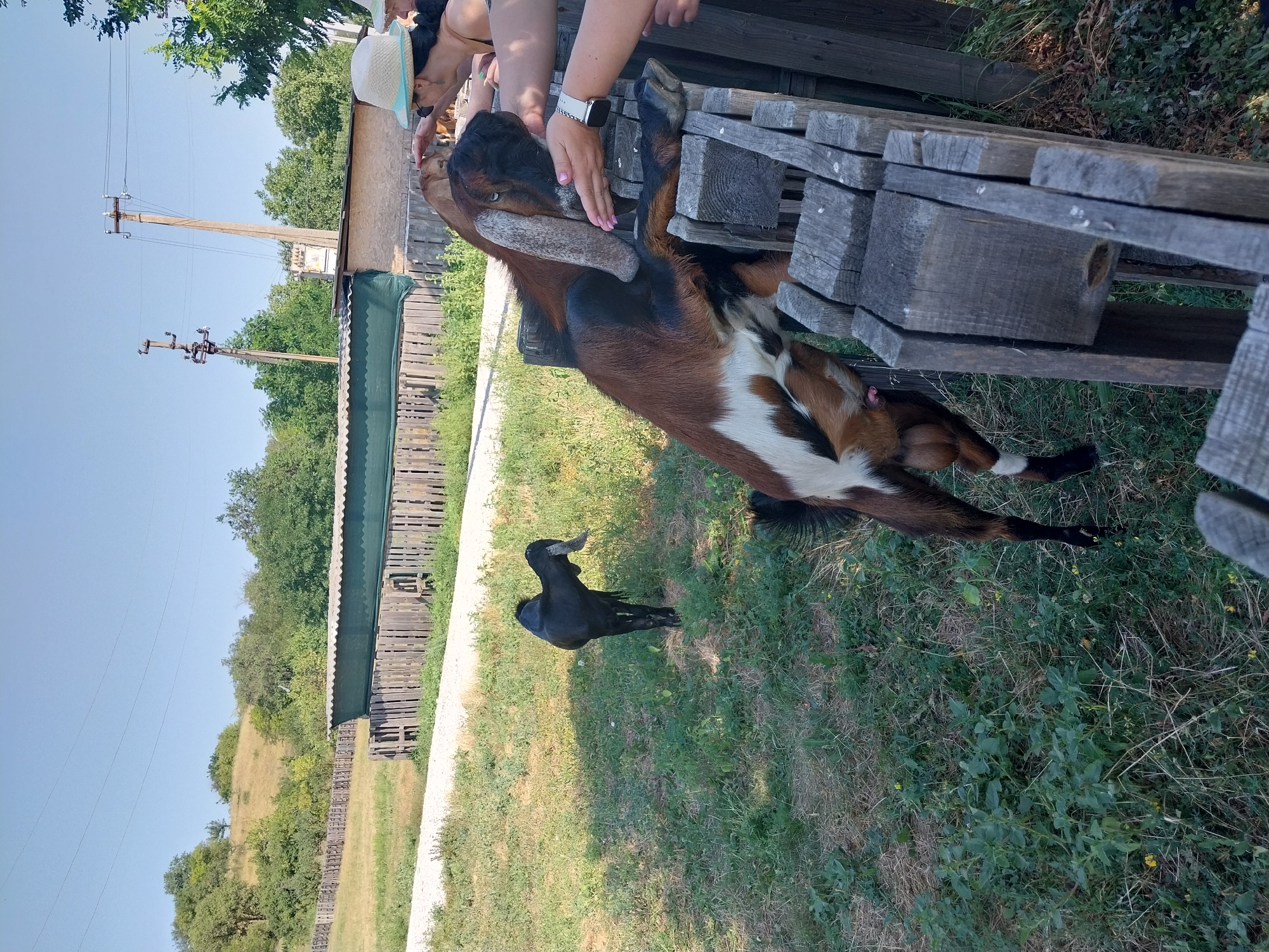 The image depicts an outdoor scene, likely a farm or rural area, with two goats and several people. In the foreground, a brown and white goat is leaning over a wooden fence, with its head extended towards two women who are reaching out to pet it. One woman, wearing a straw hat, is visible from the side, while the other woman's arms and hands are in the frame, gently touching the goat's head. The goat has long, floppy ears and appears to be a Nubian breed.
In the background, a smaller black goat stands in a grassy field. Behind the goats and the fence, there is a long, covered structure with a green tarp roof, possibly an animal shelter or storage area, supported by a wooden fence. The environment is characterized by a sunny day with a clear blue sky. Rolling hills covered in green trees and grass are visible in the distance, along with some utility poles and power lines. The overall impression is a serene, rustic setting where people are interacting with farm animals. The presence of utility poles suggests a proximity to civilization, though the overall setting appears rural.