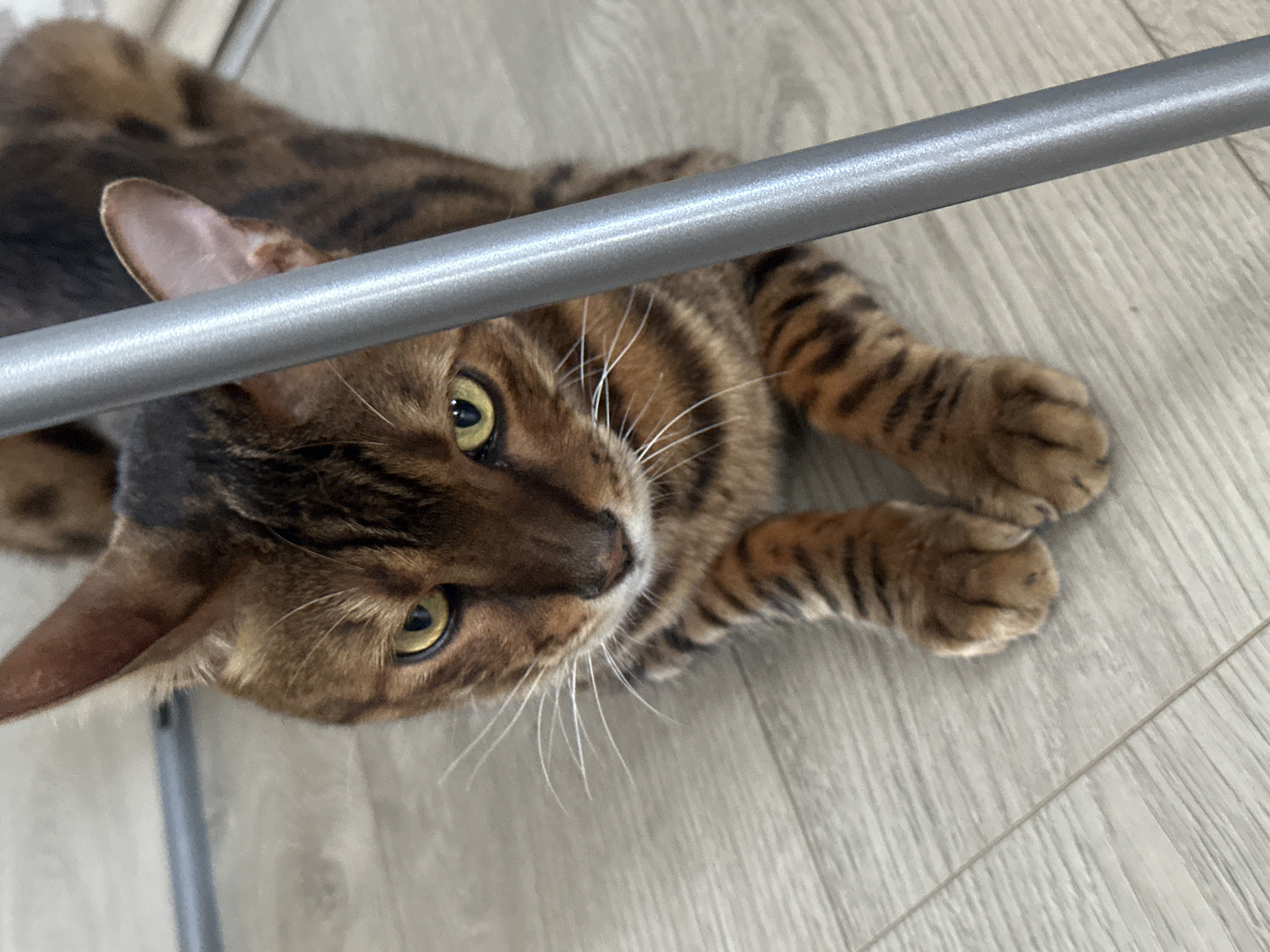 A Bengal cat with brown and black tabby markings lies on a light-colored wooden floor. The cat is facing the camera with its head slightly tilted and its yellow eyes are looking towards the viewer. A silver metal pole is positioned vertically in the foreground, partially obscuring the cat's face and body. The cat's front paws are visible, tucked beneath its body. The background is out of focus, but appears to be an indoor setting. There are no people or other animals visible in the image. The scene depicts an indoor domestic environment. The specific location in the city of Energetik, Russia, cannot be determined from the provided image.