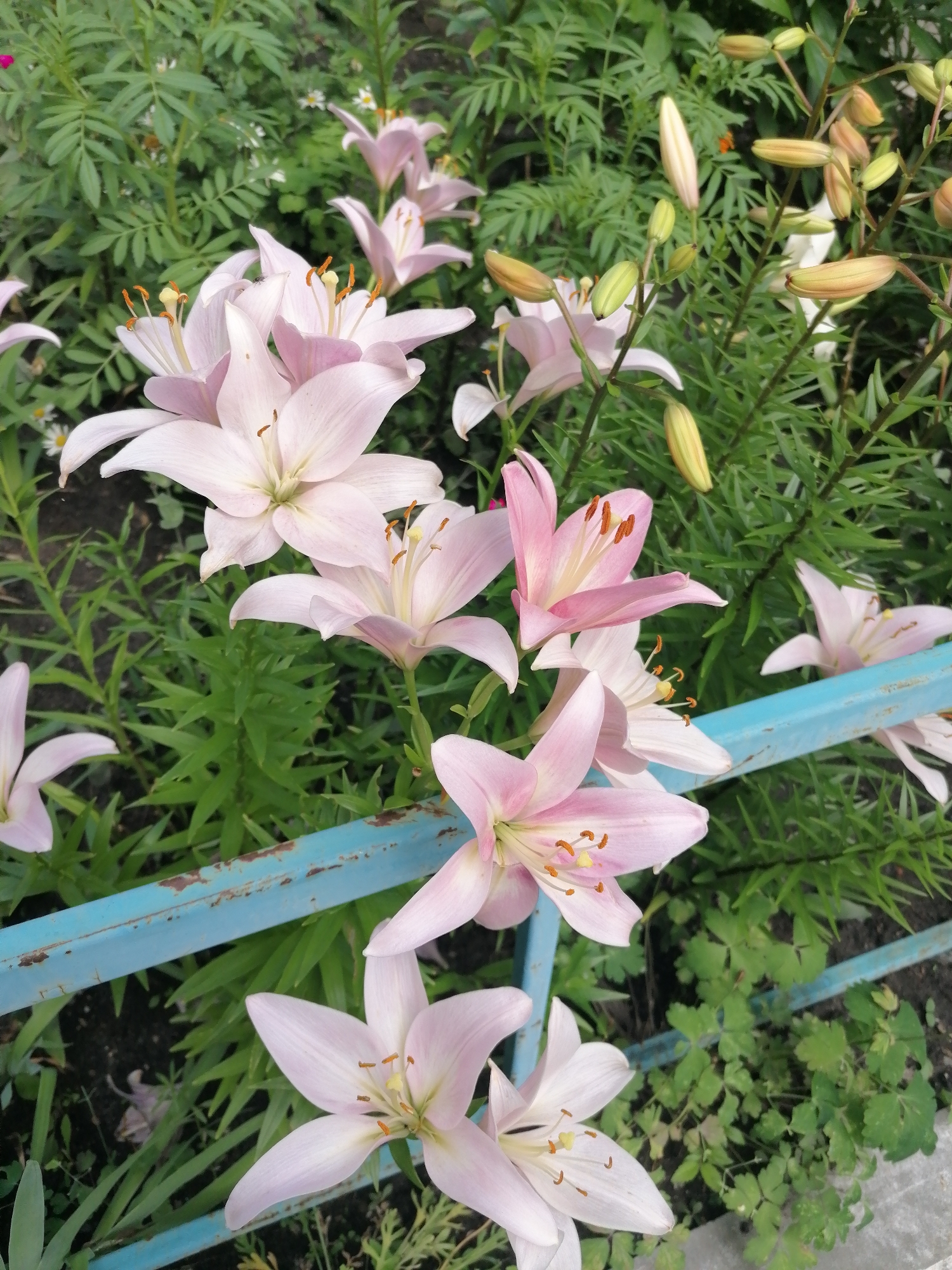 The image shows a cluster of pale pink lilies blooming in a garden. The lilies have prominent orange stamens and are interspersed with green foliage. Several lily buds are also visible, some tightly closed and others beginning to open. A light blue metal railing runs horizontally across the lower half of the image, with some rust visible on its surface. The background consists of more green leaves and plants, suggesting a lush, overgrown garden setting. The lighting appears to be natural daylight, possibly late morning or early afternoon, with soft shadows. The overall mood is peaceful and natural, focusing on the beauty of the blooming flowers. There is no visible text in the image. The location context provided is Shadrinsk, Russia.
