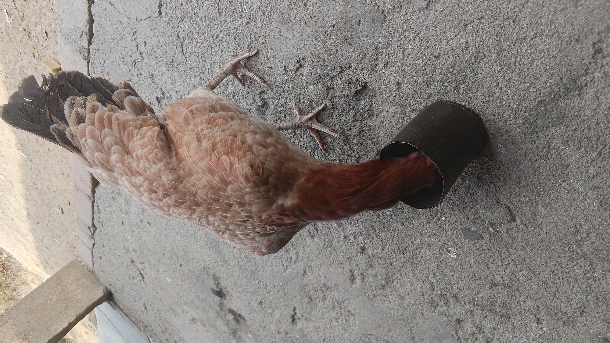A light brown hen with dark brown tail feathers is foraging from a dark gray metal cup placed on a cracked concrete surface. The hen's head and neck are submerged inside the cup, with only its tail and legs visible. The environment appears to be outdoors, with a dusty ground and a wooden plank visible in the background. The scene is likely located in a rural or semi-urban setting, possibly in Prabumulih, Indonesia, given the context. The lighting suggests it is daytime.