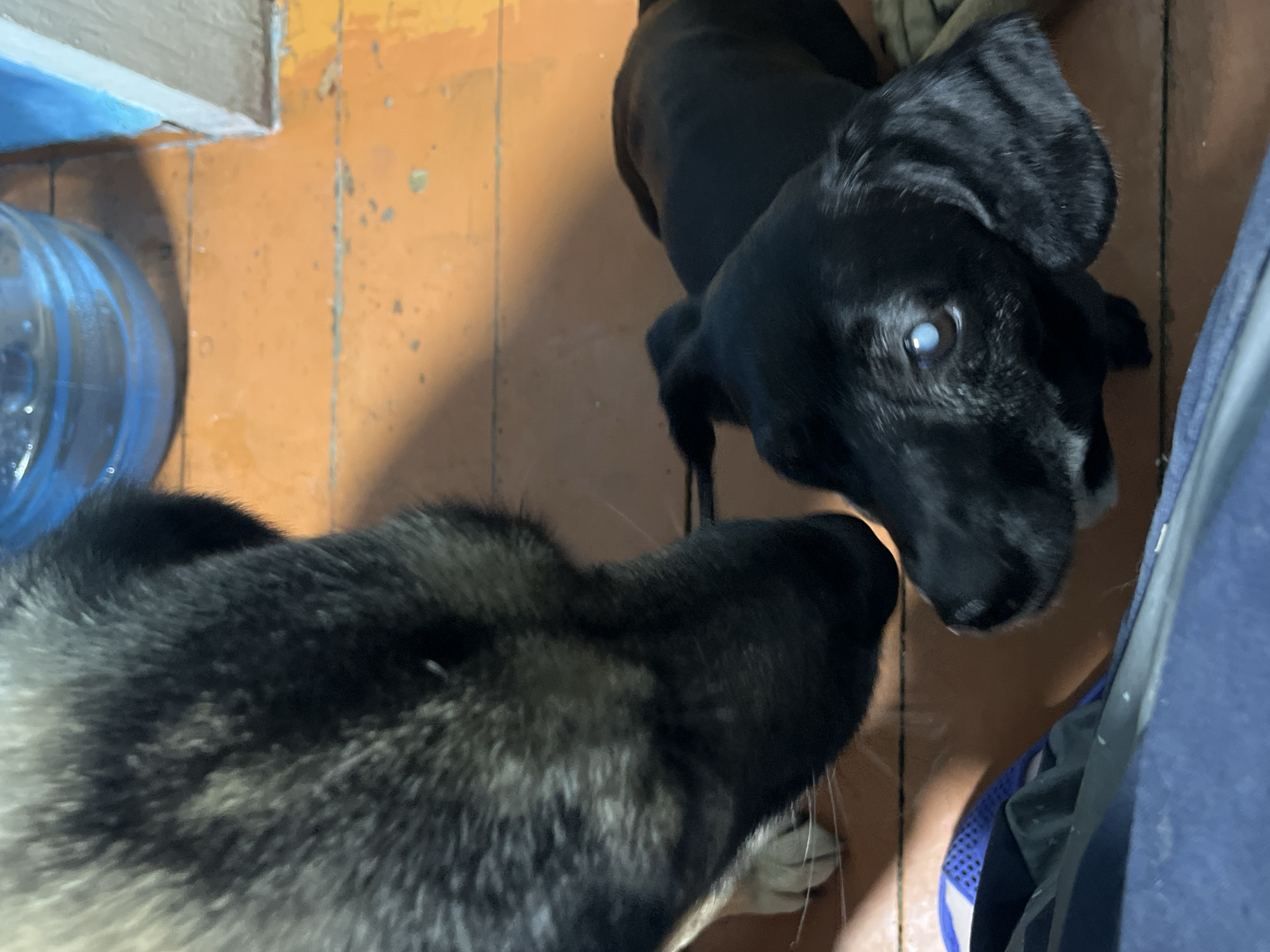 The image shows two dogs in an indoor setting, possibly a home, with a distressed white eye on one of the dogs. The floor is orange and appears to be made of wood or linoleum, with some scuff marks and dirt. To the left, a large plastic water cooler bottle is partially visible.
The first dog, in the foreground and mostly out of focus, has dark fur with lighter grey and tan markings around its face. Its head is turned towards the second dog.
The second dog, in the background, is mostly black and is also looking downwards. A notable detail is that its right eye appears to be clouded or milky white, suggesting a possible medical issue. This dog's body is mostly in focus, showing its sleek black coat and floppy ears.
The overall lighting suggests an indoor environment, likely during the daytime. The setting seems to be a common living space, not a professional kennel or outdoor area. There are no people visible in the image. The dogs appear to be interacting or observing each other, but the specific activity is unclear beyond their mutual gaze. No text is visible in the image. The location context of Nizhny Tagil, Russia, does not provide any specific visual cues within the image itself.