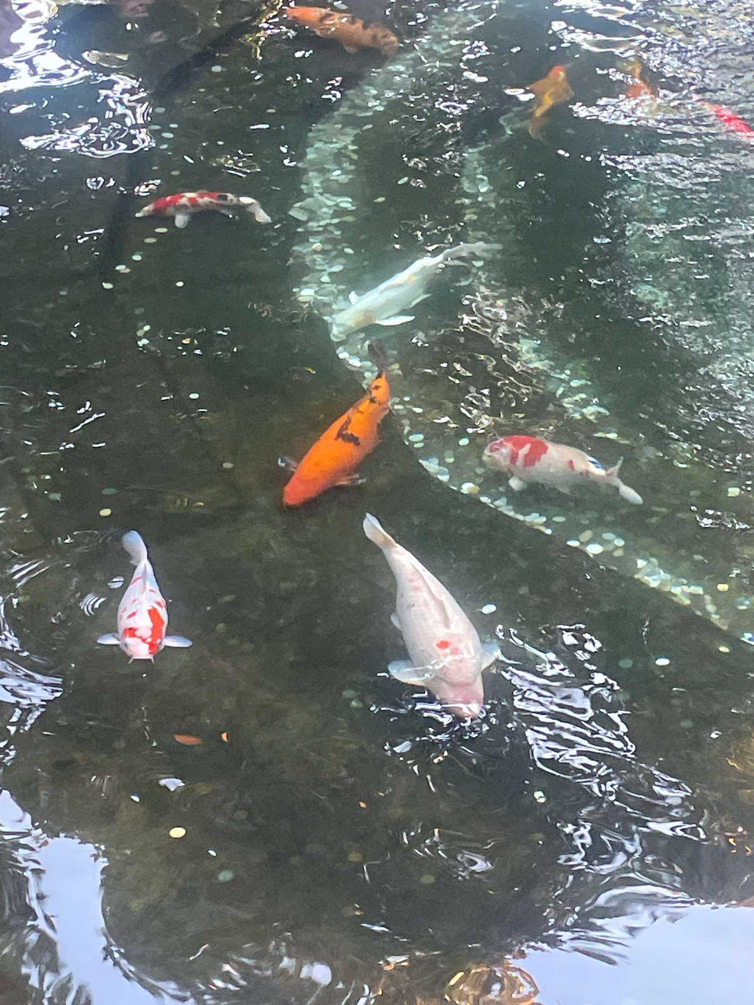 The image shows a close-up, overhead view of a shallow body of water, likely a pond or fountain, with several koi fish swimming. The water has a dark, murky bottom with many small, round, light-colored objects scattered across it, which appear to be coins. The fish are of various colors, including orange, white with red markings, and white with black markings. One large orange koi is prominent in the center-right of the frame. A white koi with red markings is in the bottom-left corner, and another white koi with red markings is in the upper-left. A larger white fish is visible in the top-center. The surface of the water is disturbed by ripples and reflections, indicating movement. The overall scene suggests a decorative water feature in an outdoor setting. There is no specific information in the image that would allow for identification of the location within Krasnodar, Russia.