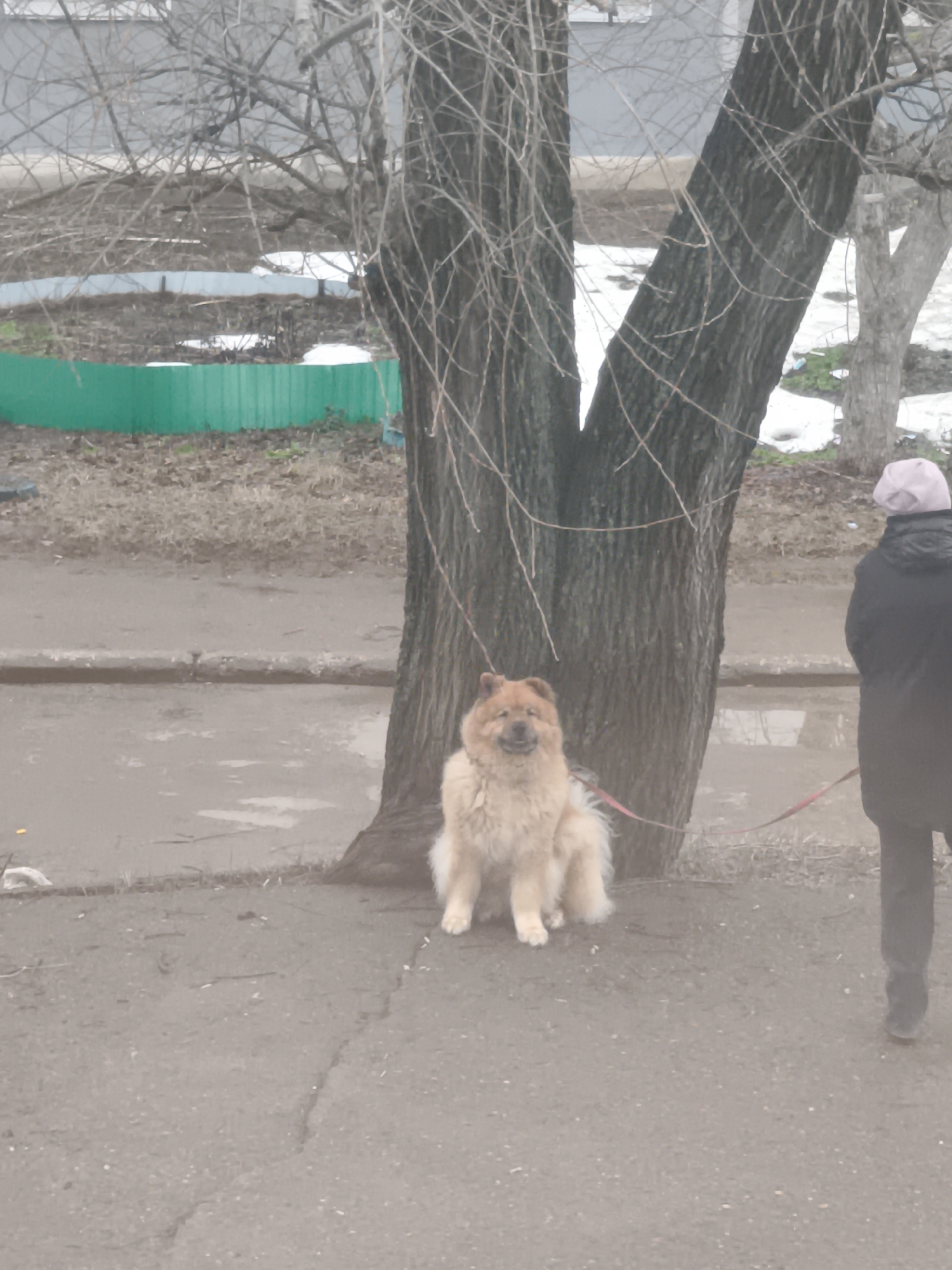 The image depicts a dog sitting on a sidewalk next to a tree in the city of Chaikovsky, Russia. The dog is a medium-sized Chow Chow with light brown fur. It is sitting upright, looking towards the camera with a slight smile. A leash is attached to the dog's collar, extending out of frame towards the right, where a person is standing. The person is partially visible, wearing a dark coat and a light purple hat. They are standing on the sidewalk, facing away from the camera. The sidewalk is made of cracked asphalt, with some debris scattered on the ground. Behind the sidewalk is a grassy area with bare trees and some remnants of snow. A green fence is visible in the background. The overall scene is overcast and appears to be in a residential area.