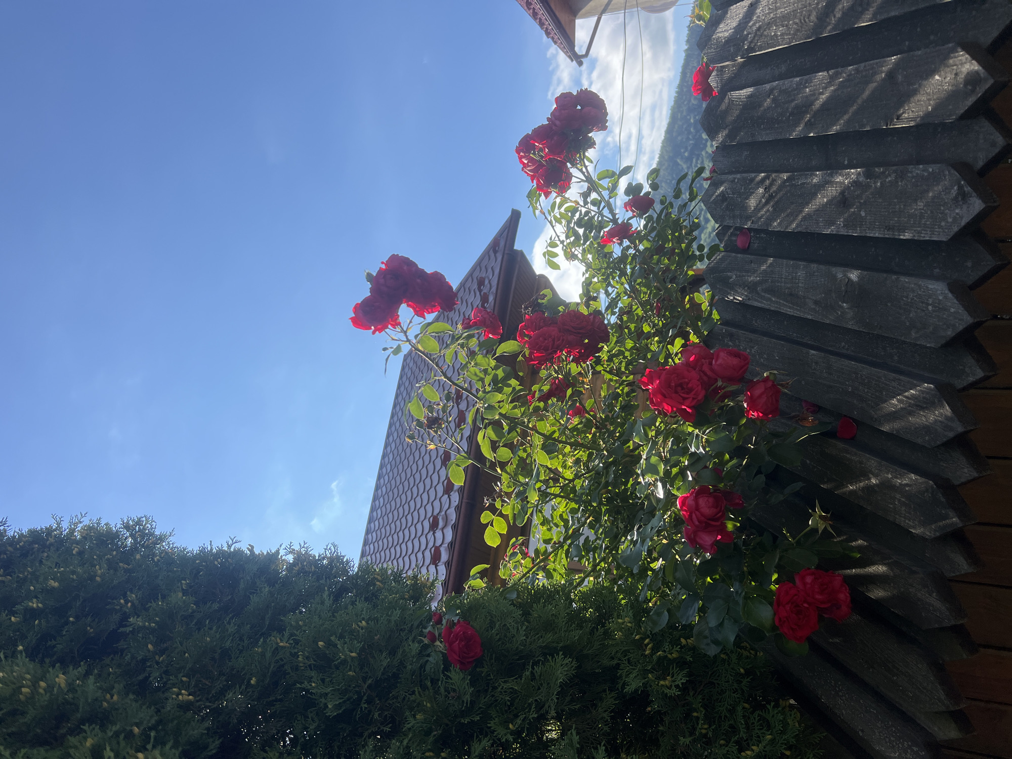 In Yaremche, Ukraine, a weathered wooden fence forms the foreground of this image, its dark, pointed pickets casting shadows in the bright sunlight. Behind the fence, a vibrant rose bush bursts with deep red blooms and lush green foliage, reaching upwards towards a clear blue sky. A tall, dark green evergreen tree stands to the left, partially obscuring the view of a red-tiled roof of a house. In the distance, rolling hills are visible under the expansive sky, with a few wispy clouds adding texture. The scene evokes a peaceful, natural setting within a residential area.