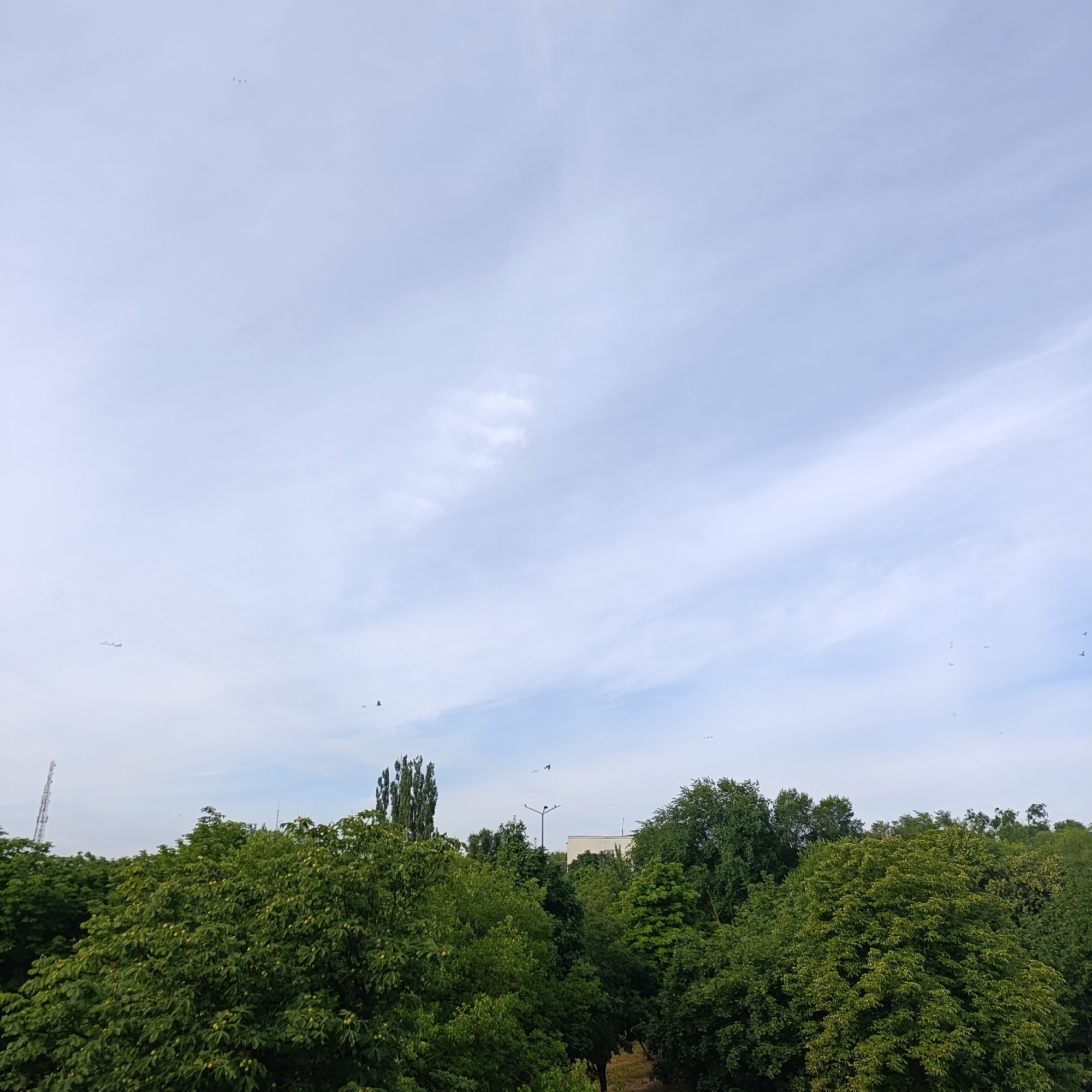 The image captures a daytime view of a city skyline with lush green trees dominating the foreground. The sky is partly cloudy with wispy white clouds stretching across a light blue expanse. Several small, dark objects, likely birds, are visible scattered throughout the sky. In the distance, a tall, slender cell tower stands on the left side of the frame, its lattice structure reaching towards the sky. Several buildings of varying heights are visible behind the dense tree line, one with a light-colored facade. The trees themselves are a vibrant green, indicating a healthy foliage. The scene appears to be from an elevated vantage point, looking out over a wooded urban area in Ladyzhyn, Ukraine. There are no discernible people or specific actions taking place in the image.