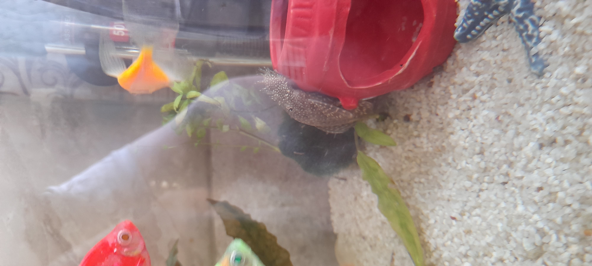 In an aquarium, a plecostomus fish with a speckled brown and white body is nestled against a red plastic cave ornament. The aquarium floor is covered in fine white gravel. A long, thin green aquatic plant extends across the gravel from the left side of the frame. In the upper left corner, the head of a bright red fish is visible, its eye a distinct orange dot. To the right of the red fish, an out-of-focus bright orange fish is swimming away from the camera. A black heater is visible in the background, along with a white tube and a red circular marker with the number "50" on it. In the lower right corner, a blue and white decorative starfish lies on the gravel.