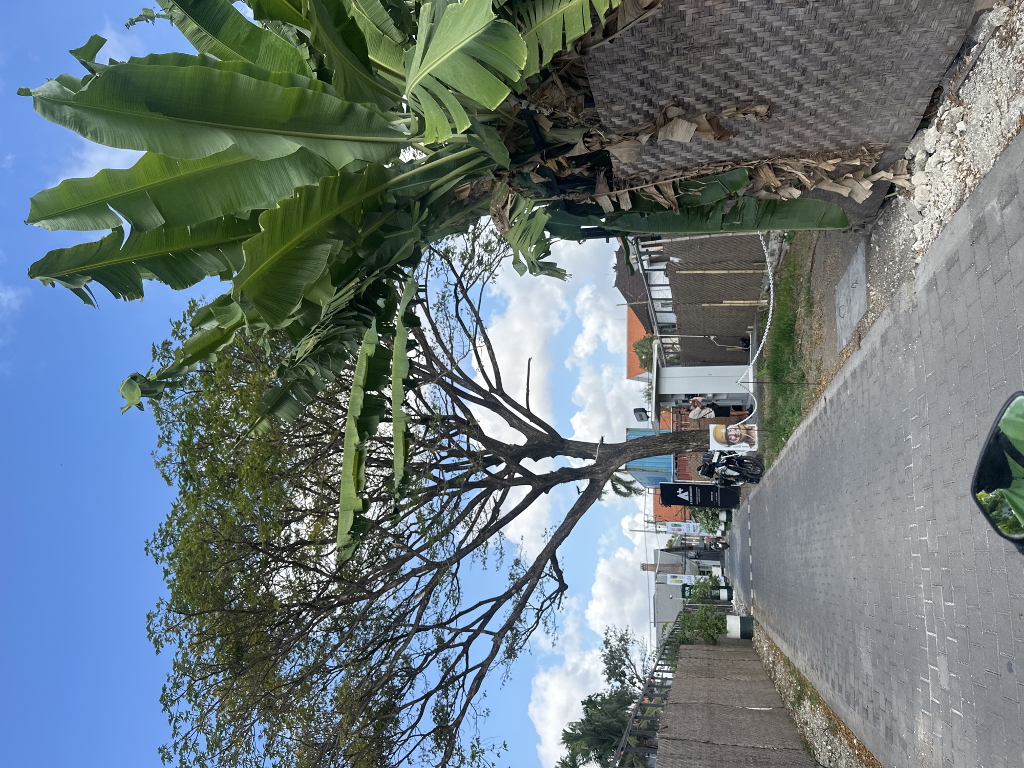 A paved walkway in North Kuta, Indonesia, is lined with a woven fence and a large banana tree on the right. On the left, a large tree with sparse foliage shades the path. Buildings and other vegetation are visible in the background. A motorcycle is parked to the right of the path, and two individuals are standing near a structure. The sky is blue with scattered clouds.