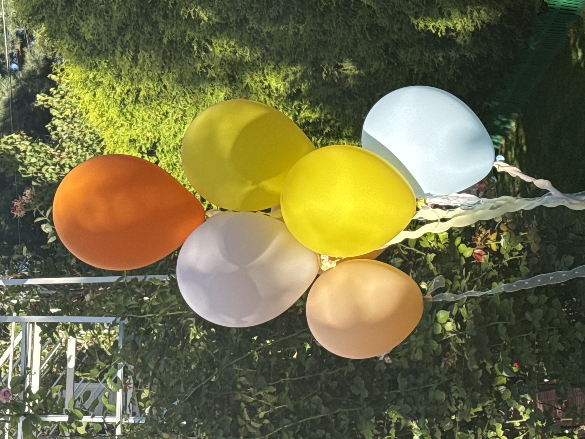 An arrangement of six balloons is presented outdoors against a backdrop of lush green foliage. The balloons are of various colors: one is bright orange, two are yellow, one is pale white, one is a light peachy-orange, and one is pale blue. They are tethered together by decorative ribbons of white and pale pink. The balloons are clustered in a pyramid formation, with the orange balloon at the apex, and the others cascading downwards. The environment suggests a sunny day, with shadows cast by the balloons and foliage. The specific location in Sary-Oy, Kyrgyzstan, cannot be determined from the visual information provided.