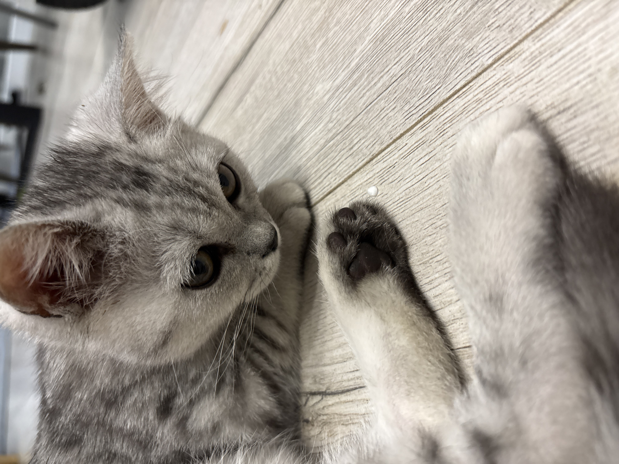 A gray and white kitten is lying on a light-colored, wood-grain patterned floor. The kitten is facing the camera with its head tilted to the left. Its eyes are open and focused, with black toe beans visible on its paws. A small white object is present on the floor near the kitten's paws. The location is not identifiable as Izhevsk, Russia, based on the visual information provided.