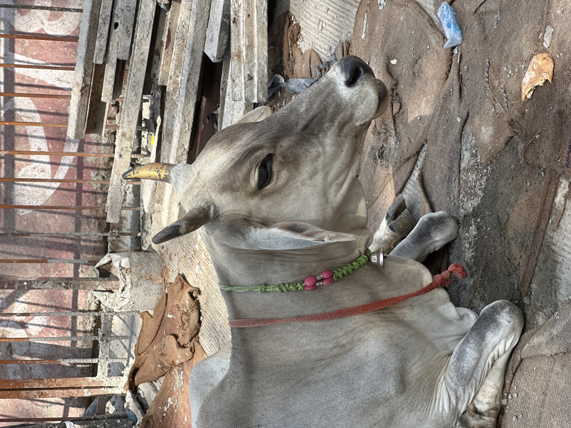 A light-colored cow lies on a brown cloth covering in an outdoor setting, potentially a street in Mathura, India. The cow is adorned with a green beaded collar and a red rope around its neck. It appears to be resting beside a partially disassembled structure of metal and concrete, perhaps scaffolding or debris from a construction site. A small, clear plastic bag and a piece of organic material (likely a leaf or food scrap) are visible near the cow on the cloth. The lighting indicates it is daytime.