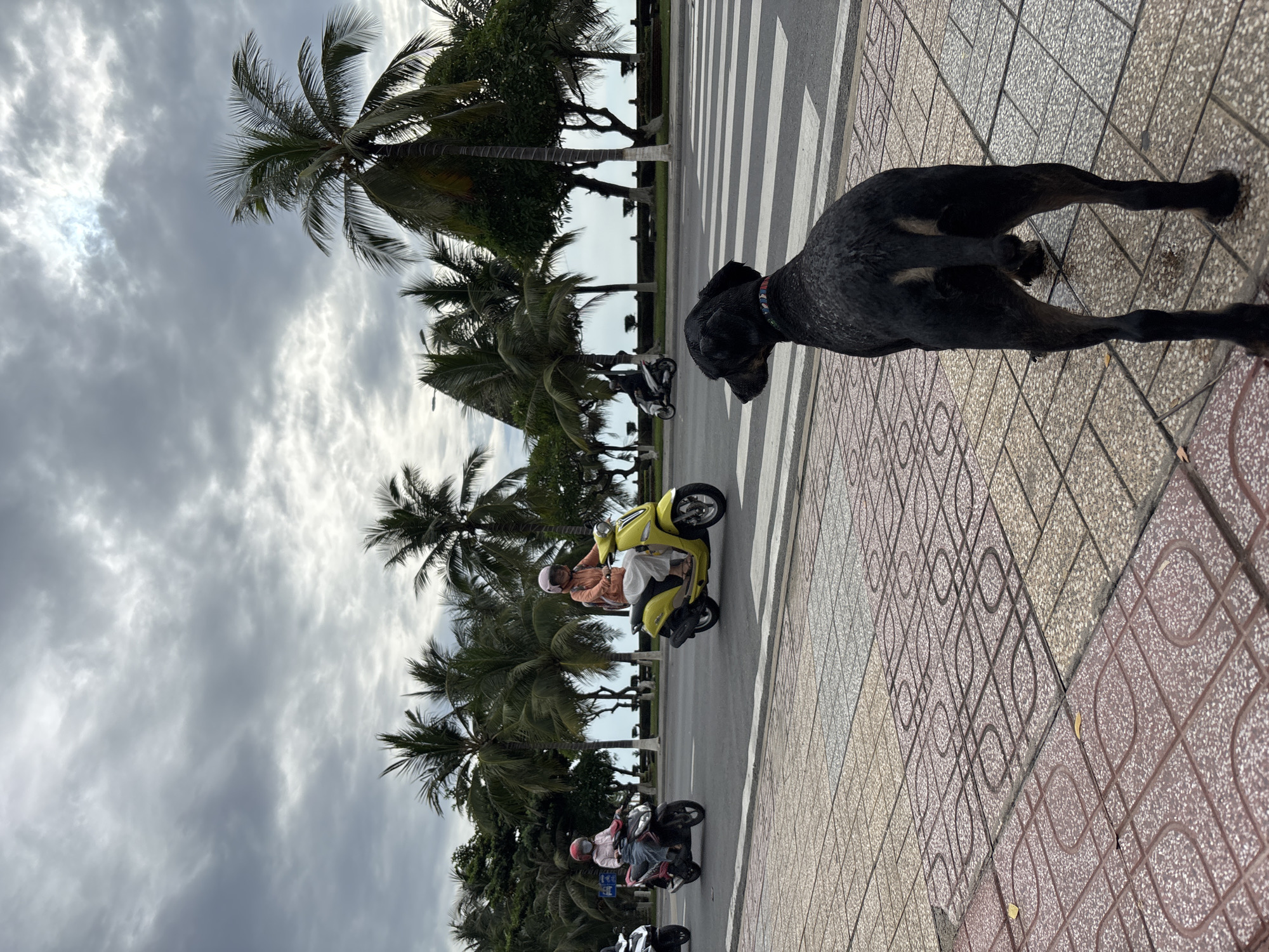 A black dog stands on a patterned sidewalk, facing away from the camera and towards a crosswalk. The crosswalk is on a street with several motorcycles, some with riders wearing helmets. Behind the street is a line of palm trees, with the ocean visible in the distance under a cloudy sky. The scene appears to be a coastal city, consistent with Nha Trang, Vietnam.