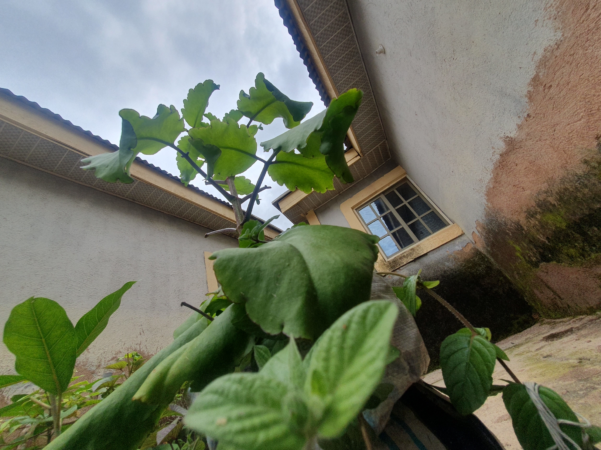 An upward, wide-angle shot captures lush green foliage in the foreground, with the cloudy sky visible beyond. Behind the plants, a portion of a building is visible, featuring a light-colored wall with areas of discoloration and moss growth, a yellow-trimmed window with multiple panes, and an overhang with a textured ceiling. The scene is set outdoors, suggesting a residential or urban environment, possibly in Gura Top, Nigeria, given the architectural style and weathered appearance of the building. The lighting is soft and diffused due to the overcast sky.