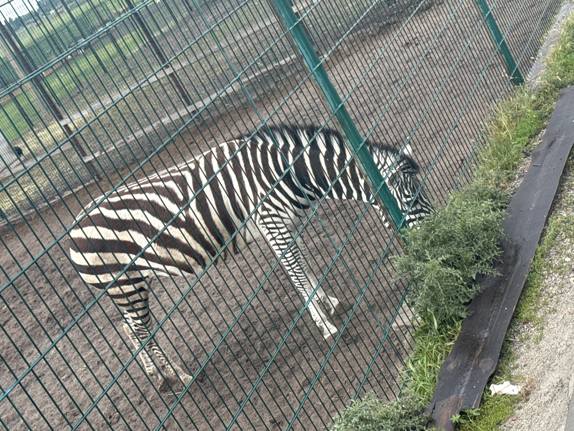 The image shows a zebra in an enclosure with a wire fence. The zebra is black and white with distinct stripes. It appears to be walking or standing on sandy ground with some green vegetation and a piece of dark wood in the foreground. The enclosure is likely outdoors. There are no people visible in the image. The location of Zaliznychne, Ukraine is not discernable from the image itself, as there are no identifying landmarks or signs.
