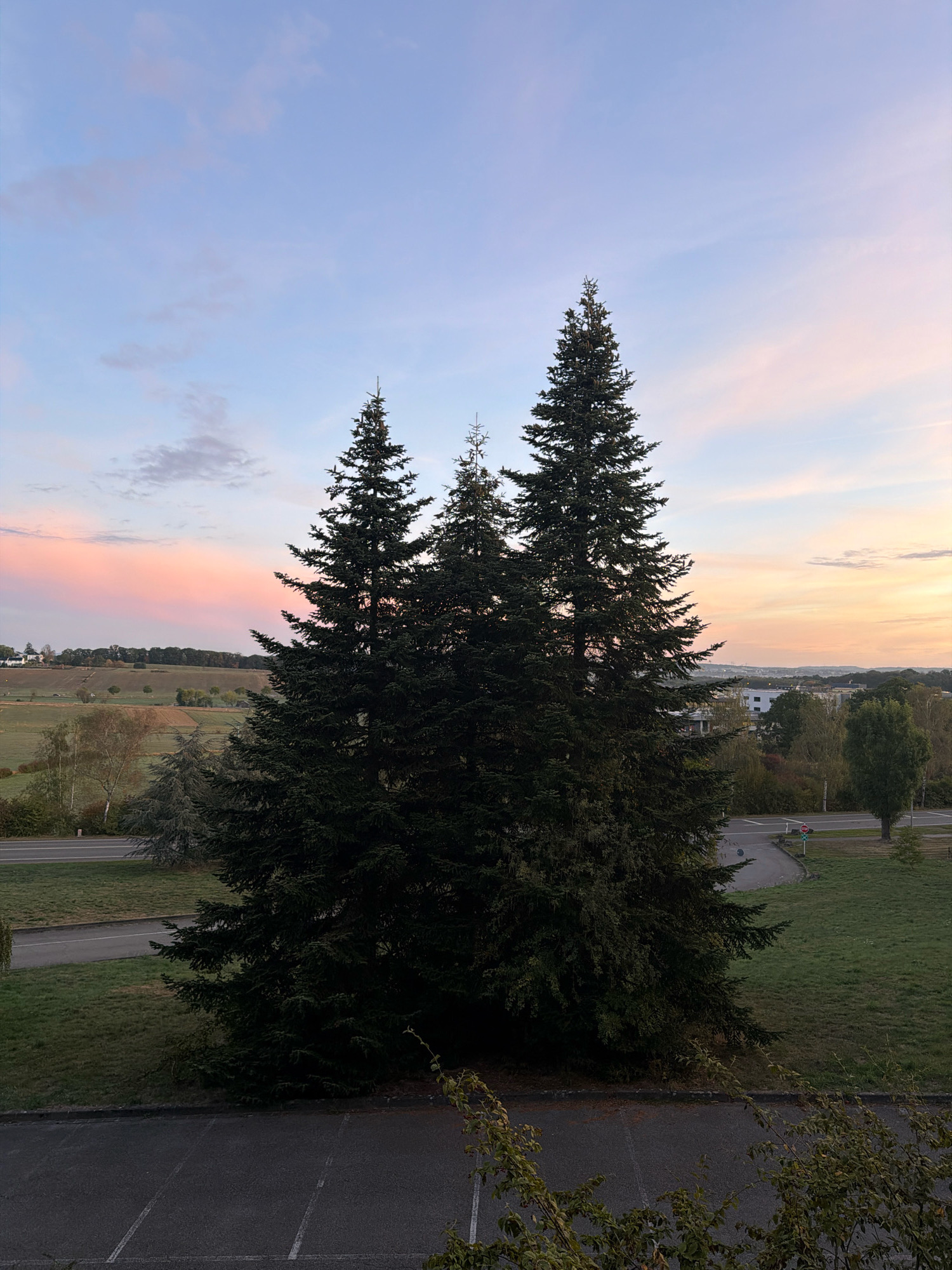 This is an eye-level, medium shot of a cluster of three mature evergreen trees in the foreground, set against a backdrop of a rural landscape at dusk. The sky is a pale blue with streaks of pink and orange clouds, indicating either sunrise or sunset. To the left, rolling hills are visible, dotted with scattered trees and some buildings. A road runs horizontally in the middle ground, with a grassy area and more trees beyond it. In the far background, a low-rise urban or suburban area can be seen with buildings and vegetation. The foreground is dominated by the dark green foliage of the trees, with a dark asphalt surface, possibly a parking lot, occupying the bottom of the frame. The scene appears to be located in the vicinity of Leudelange, Luxembourg, given the rural and suburban mix, and the lighting suggests early morning or late evening. There are no people or animals visible in the image, and no actions or interactions are taking place. The overall mood is peaceful and serene.