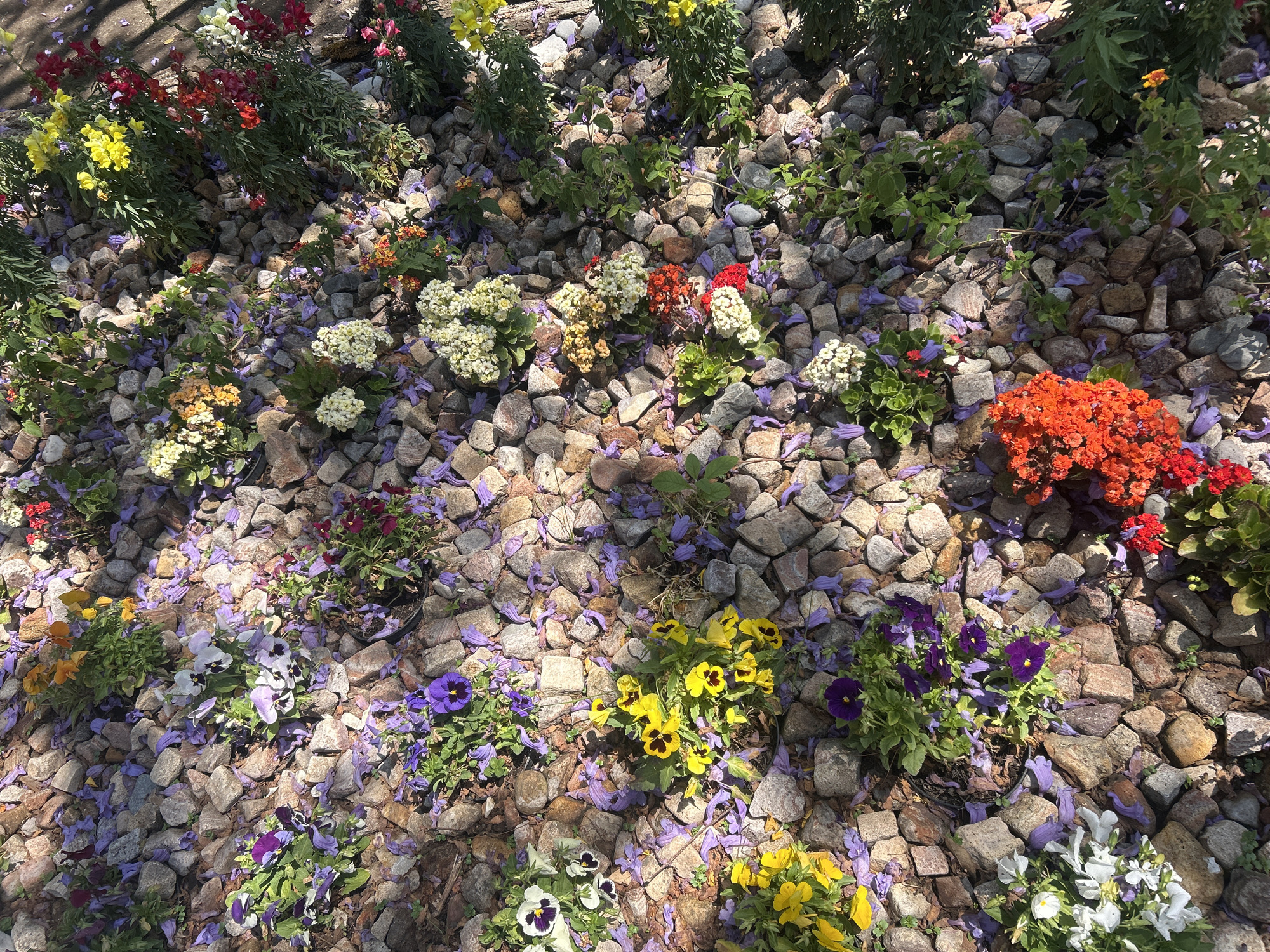The image shows a garden bed covered with rocks and various flowering plants, including snapdragons in red and yellow, pansies in purple and yellow, and several other blooming plants in shades of white, orange, and red. Scattered across the rocks are small, purple flower petals. The garden bed appears to be well-maintained and located outdoors in an area with ample sunlight. The exact location within the city of Unknown, Unknown is not discernible from the image.