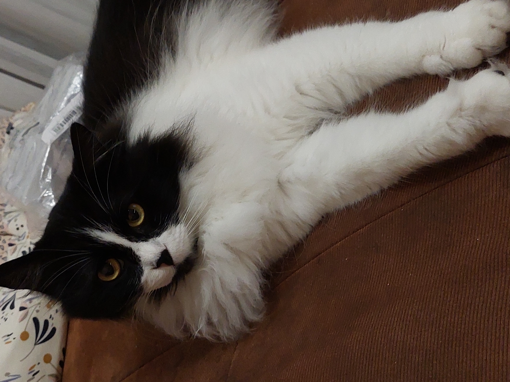 A black and white long-haired cat with yellow eyes lies on a brown textured surface, possibly a couch or carpet. The cat is looking towards the camera with its head slightly tilted. Behind the cat, there are blurred out floral patterned fabric and what appears to be plastic packaging. The image does not provide any information or context related to the city of Plovdiv, Bulgaria.