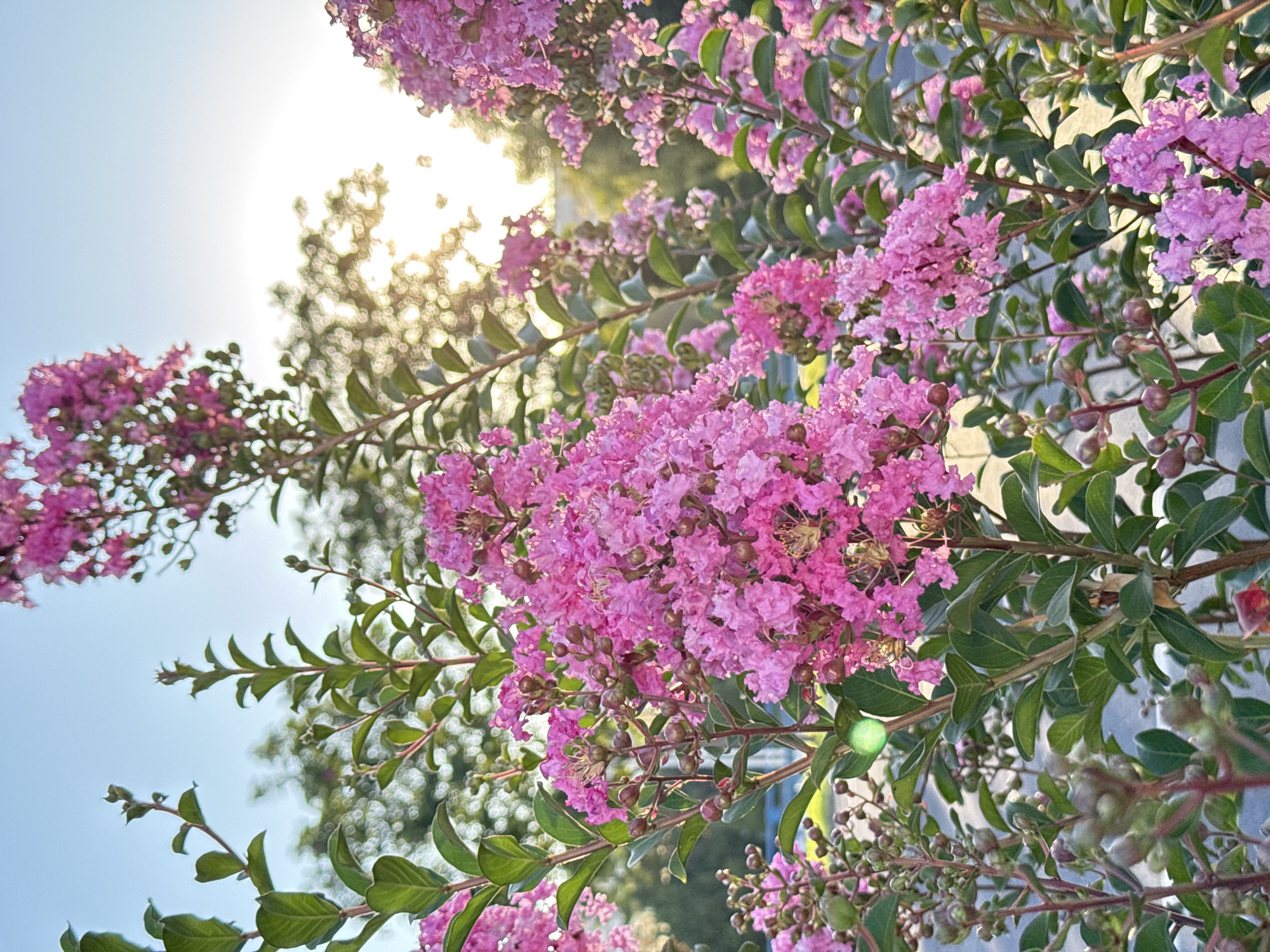 The image depicts a close-up of a crepe myrtle bush in bloom, with vibrant pink flowers and green leaves dominating the foreground. The sun is setting, casting a warm glow through the leaves and creating a bokeh effect in the background, which appears to be a park or garden setting with trees. The light suggests late afternoon or early evening. There are no people or specific landmarks visible to pinpoint a location in Tashkent, Uzbekistan, beyond it being an outdoor green space. The scene is peaceful and natural, focused entirely on the beauty of the flowering plant.