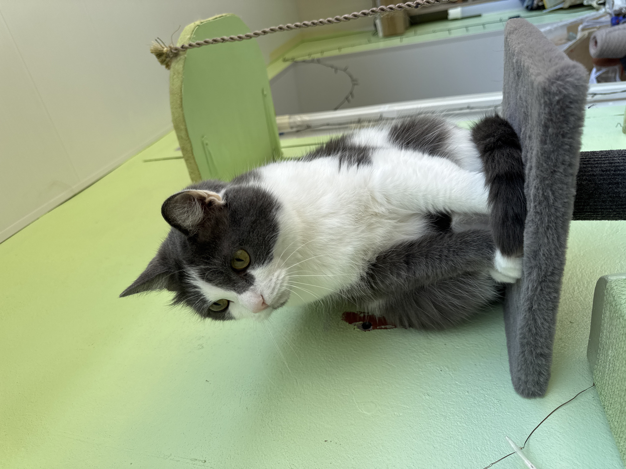 A grey and white cat with green eyes sits on a grey plush perch, looking to its left. The cat is perched on a cat tree that is attached to a light green wall. The wall has some cracks and marks on it. In the background, there is a window with blinds and some other objects are visible. The scene appears to be indoors, possibly in a residential setting.
