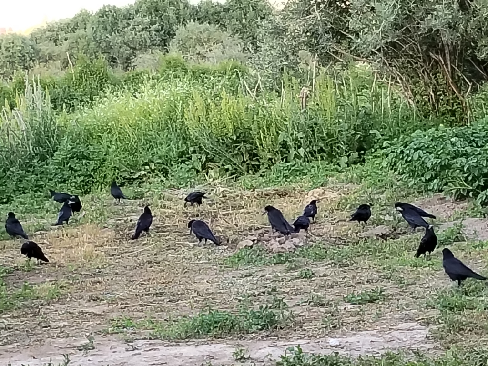The image depicts a flock of dark-colored birds, likely crows, gathered on a dry, grassy embankment. The birds are scattered across the terrain, with some standing individually and others in small groups. The background consists of dense green foliage, including trees and bushes, suggesting a natural or semi-natural environment. The lighting indicates it is daytime, possibly late afternoon or early evening. The specific location in the city of Terek-Suu, Kyrgyzstan, is not visually represented in the image, as there are no discernible landmarks, man-made structures, or signs to identify the city. The scene is entirely focused on the birds and their immediate surroundings.