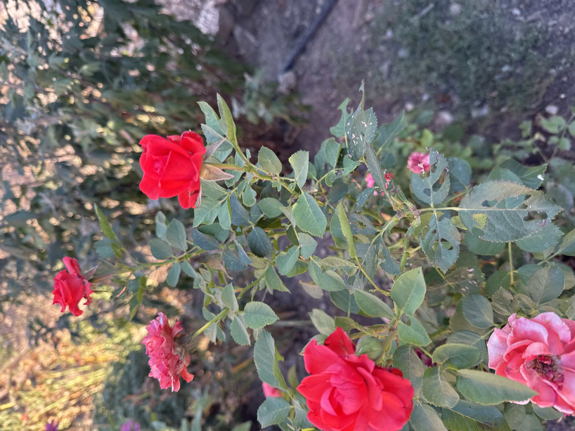 In Svobodnyy, Russia, this image captures a close-up view of a rose bush with several red and pink blooms. The roses are in various stages of bloom, with some fully open and others appearing as buds. The leaves of the rose bush are green, with some showing signs of damage, such as holes and discoloration. The background is blurred, suggesting an outdoor setting with vegetation and possibly a garden. The lighting indicates it is daytime, with the sun casting a warm glow on the scene. There are no people or animals visible in the image.