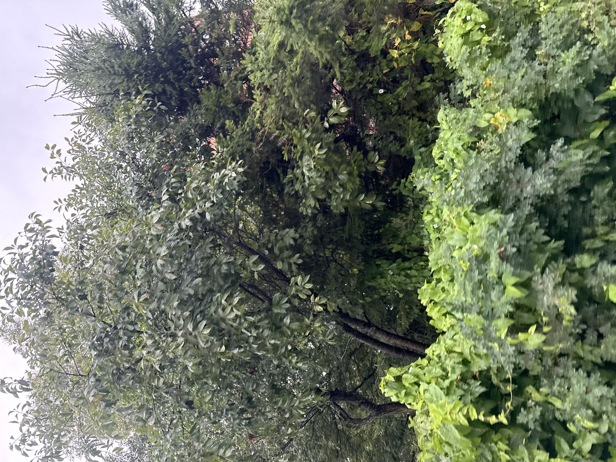 The image depicts a dense collection of trees and foliage under an overcast sky. In the foreground, a thick growth of lush green vines and bushes dominates, with some areas appearing lighter green and others a darker, more muted shade. A thin vine snakes across the lighter green vegetation. Behind this, several trees are visible. On the left, a deciduous tree with dark bark and a full canopy of green leaves stands prominently. To its right, a tall coniferous tree with dark green needles is interspersed with other trees and foliage. The background is a blur of darker greens and hints of reddish-brown, suggesting buildings or more distant trees. The overall impression is one of an overgrown natural area within a city, possibly a park or a residential garden. The scene appears to be located in Tallinn, Estonia, given the context.