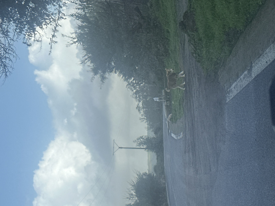 The scene depicts a rural road section in Oumazza, Morocco, under a partially cloudy sky. An asphalt road curves left in the foreground and mid-ground, delineated by a solid white line on its right edge and a dashed white line near its center. To the right of the road, a dirt path transitions into a grassy area with scattered vegetation. A medium-sized, light brown/tan dog with visible ribs is walking from right to left across this dirt path in the mid-ground. Further back on the same grassy area, a lighter-colored dog is lying down, partially obscured. In the background, a tall metal utility pole with a 'T' shaped top supports power lines across the upper left portion of the image. The environment is characterized by dense green and dark foliage from trees and bushes along both sides of the road and extending into the distant background, where rolling hills are visible under the cloud cover. No human subjects are present.