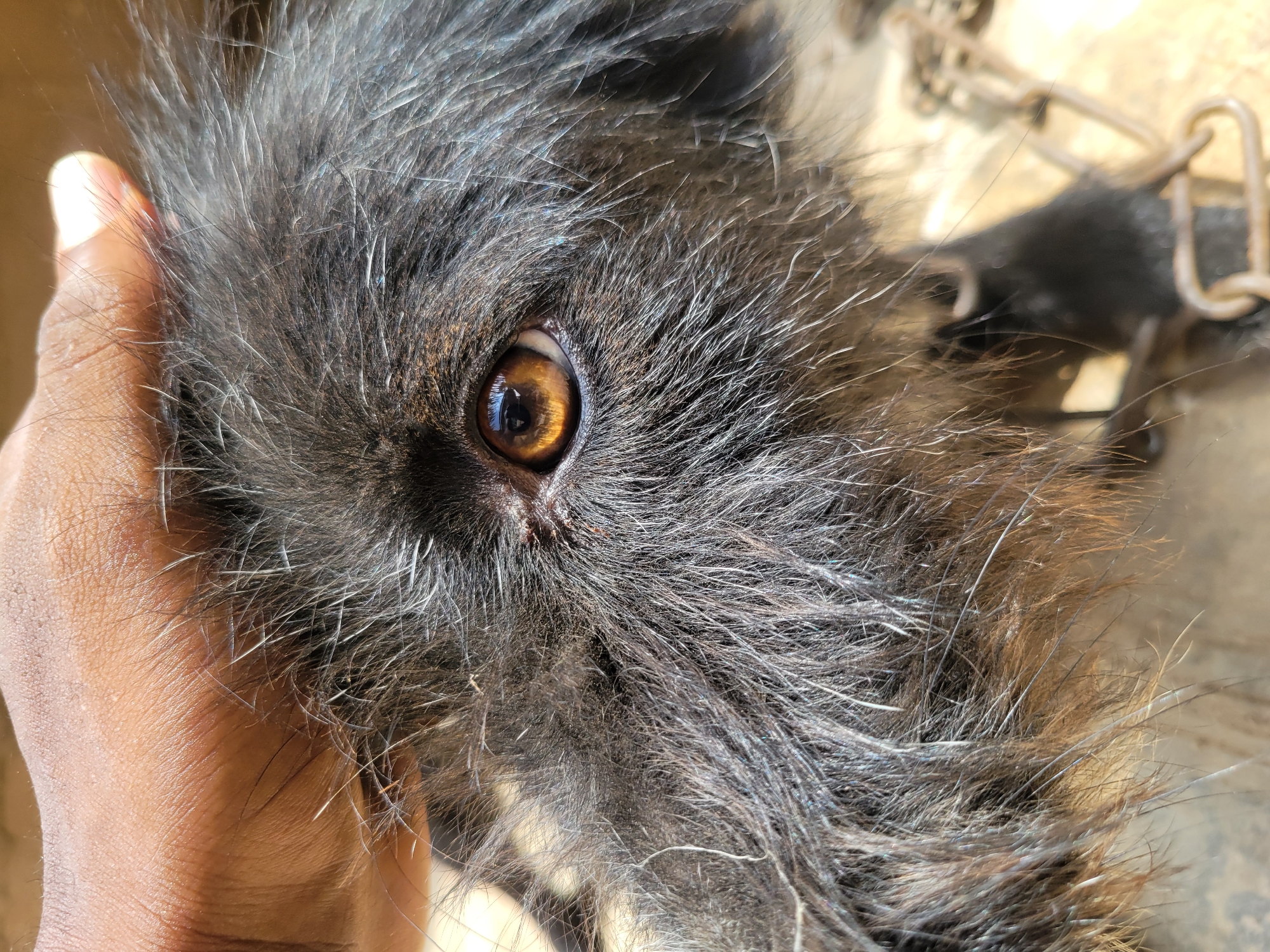 A close-up shows the face of a dog with black and gray fur. The dog has one visible amber-colored eye. A human hand is touching the dog's face near its eye. A metal chain is visible in the background. The location is Unknown, Unknown.