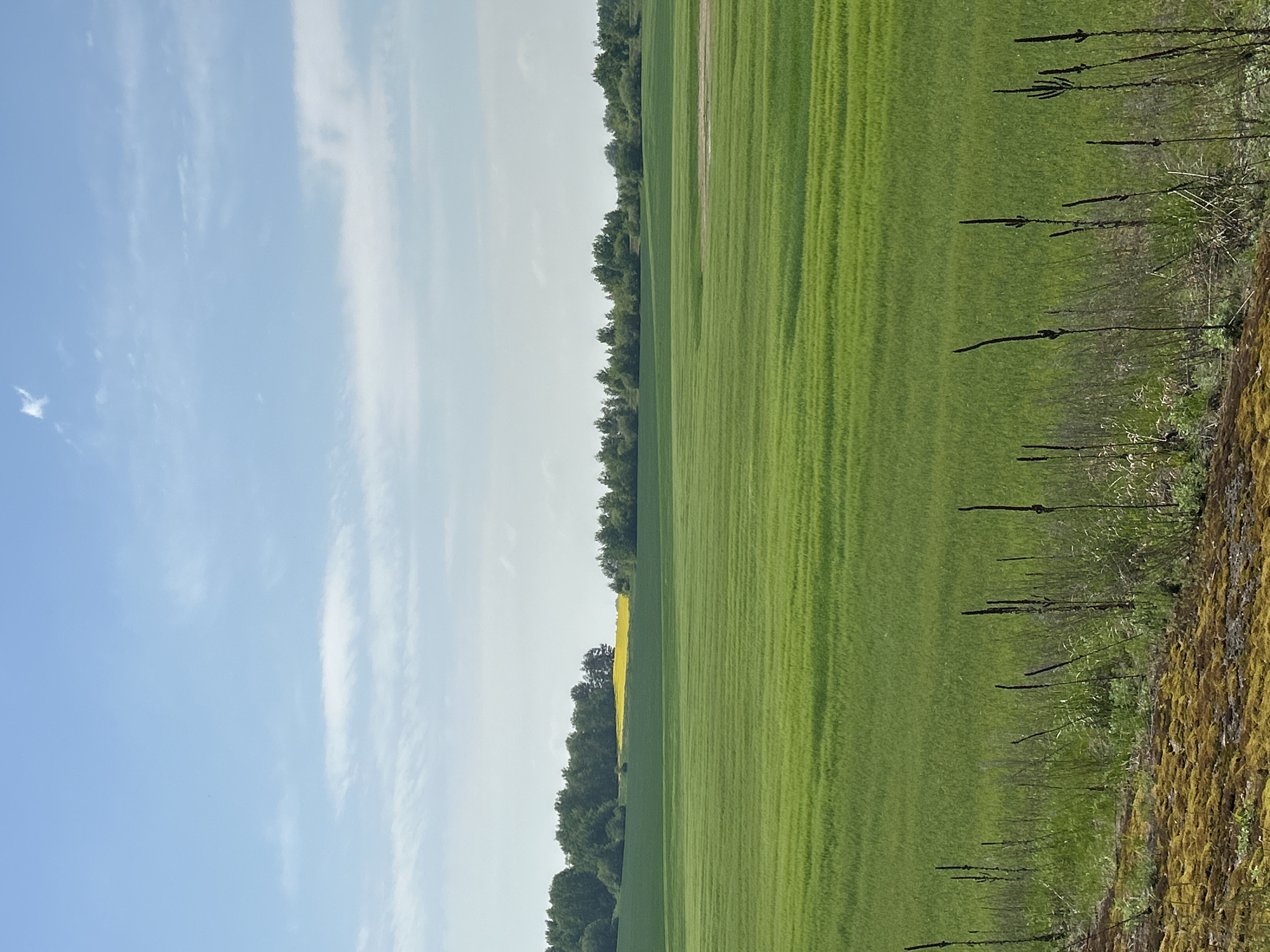 The image shows a green field stretching to the horizon, bordering a line of trees. To the left is a blue sky with scattered white clouds. In the foreground, a rough, textured area with dark, vertical elements is visible. The image is taken at an unknown location.