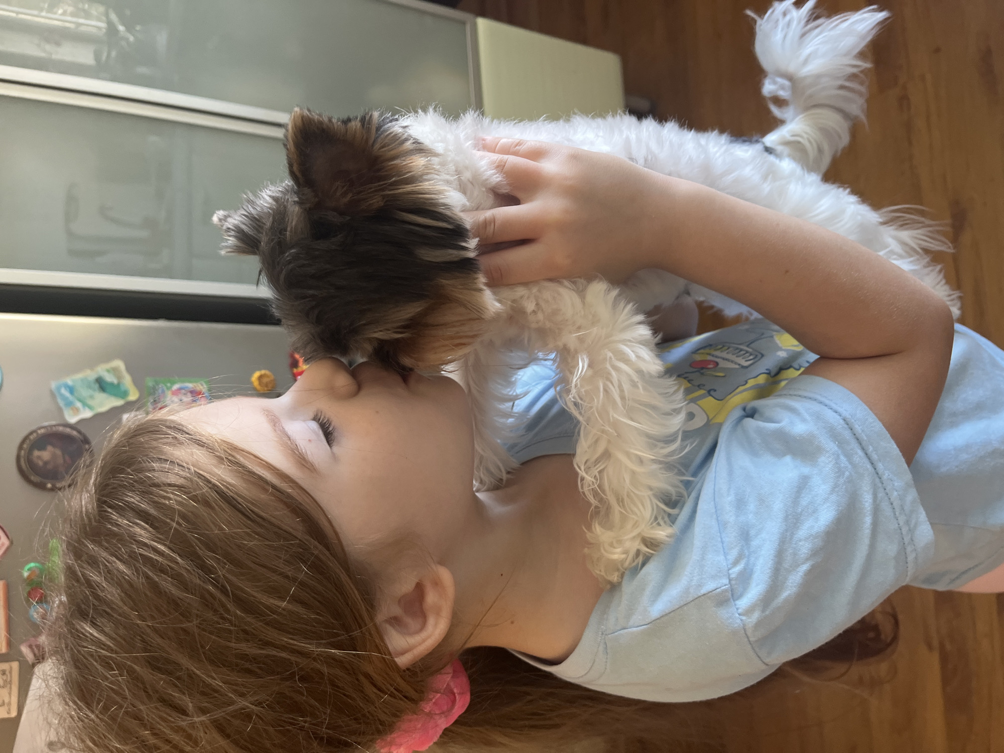 An over-the-shoulder, medium shot captures a young girl with long, auburn hair tied back with a pink scrunchie, leaning in to kiss a small, fluffy dog. The girl is wearing a light blue t-shirt with a graphic print on it, partially obscured. She is holding the dog with both hands, supporting its body as she nuzzles its face. The dog, which appears to be a Yorkshire Terrier or similar breed, has tri-colored fur—dark brown, black, and white—and a white, bushy tail. Its ears are erect and tipped with dark fur. The background suggests an indoor setting, possibly a kitchen, with a refrigerator visible on the left, adorned with various magnets and pictures. The flooring appears to be wooden. The lighting is natural, casting soft shadows and highlighting the subjects. The image does not provide any information that would allow for a definitive determination of its location in Sochi, Russia.