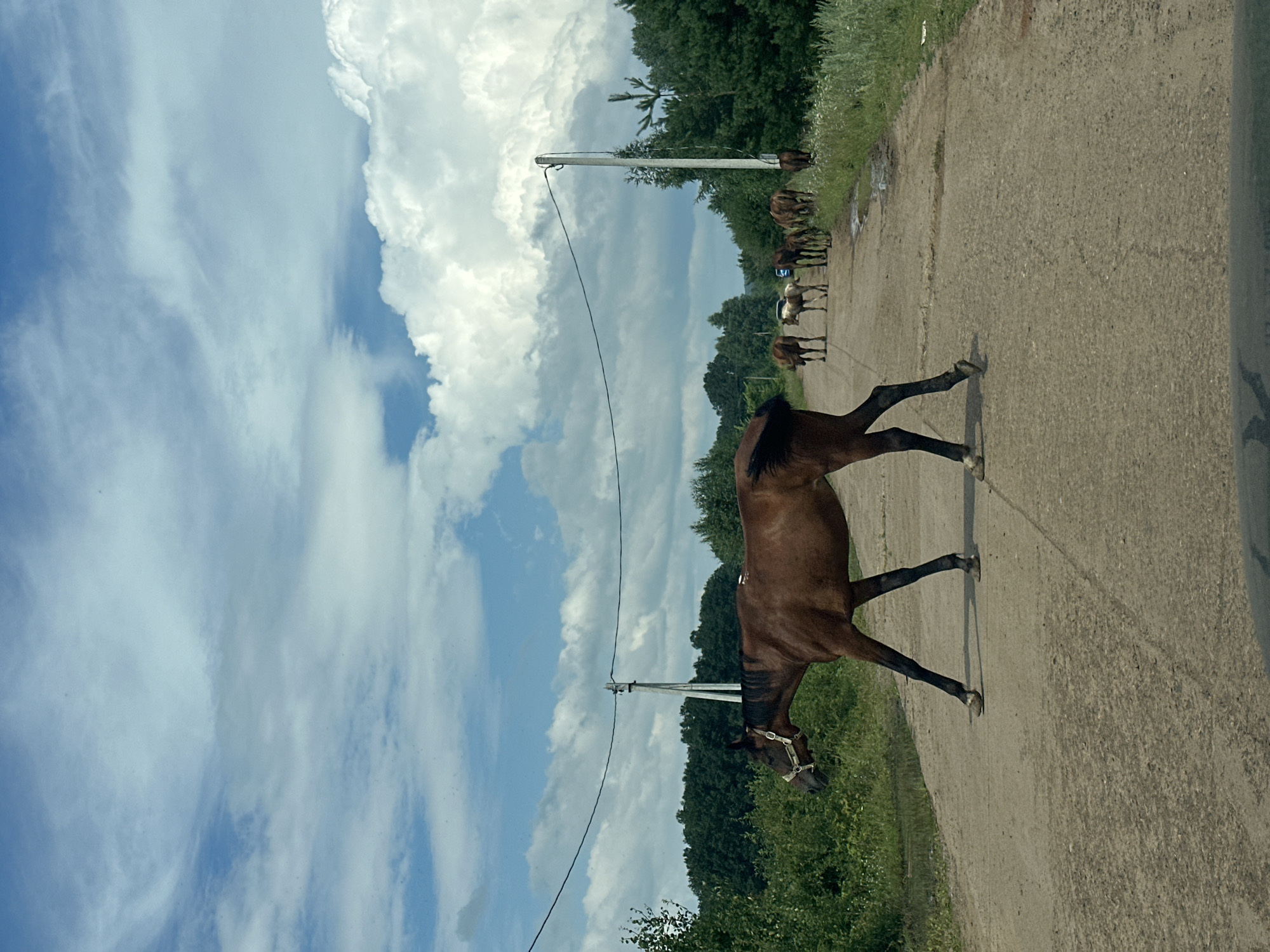 A herd of horses, including several foals, are walking on a dirt road in a rural area. The largest horse, a brown mare, is in the foreground, crossing the road from left to right. She is wearing a halter. In the background, a group of other horses are walking along the road. The scene is set under a partly cloudy blue sky, with trees and vegetation on either side of the road. There are power lines and a utility pole visible in the distance. The location is identified as Noviy, Russia.