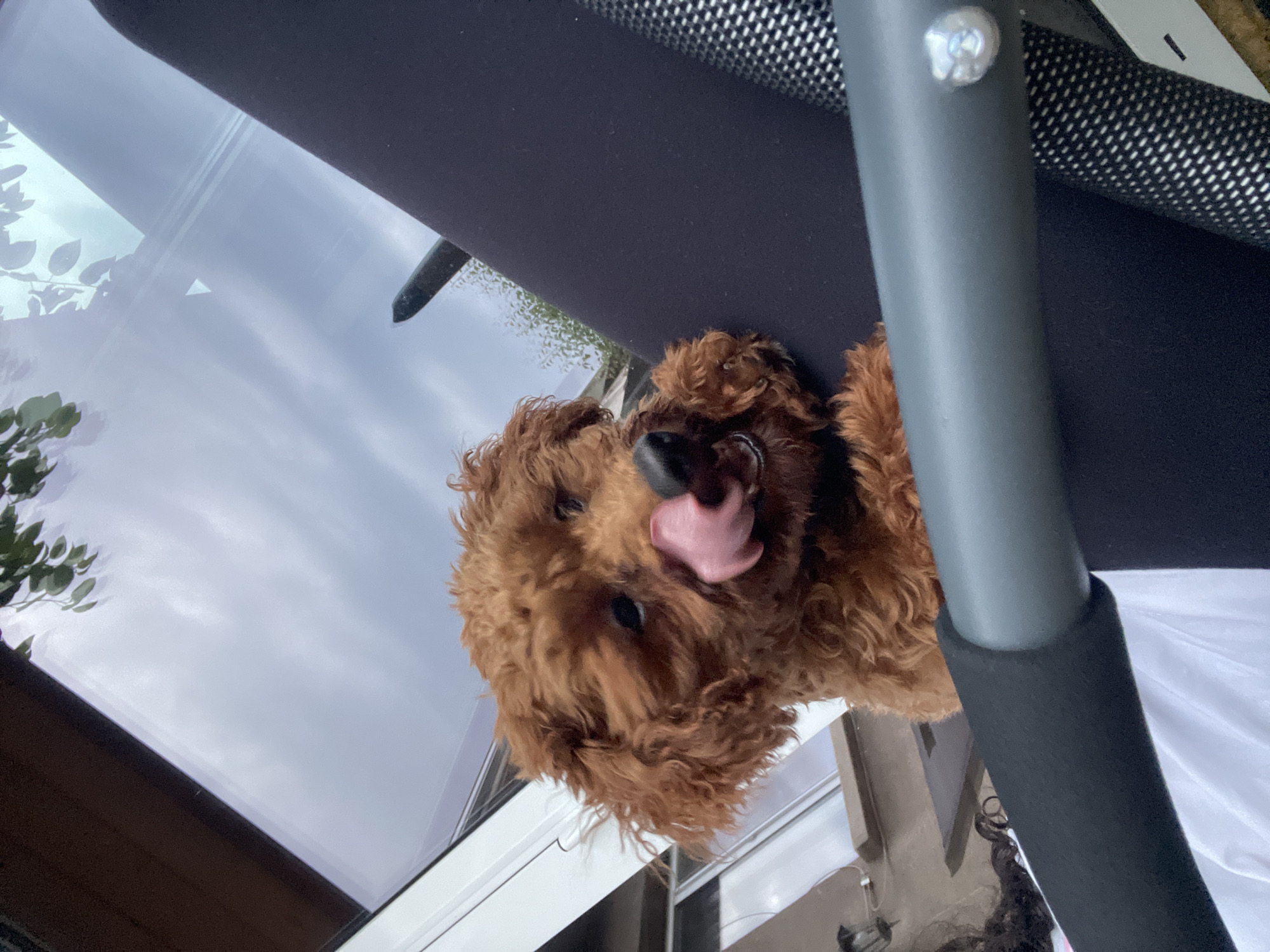This media file captures a playful, low-angle perspective of a brown, curly-haired dog, likely a Goldendoodle or Labradoodle, in Sofia, Bulgaria. The dog's head and upper body are visible as it looks downwards towards the camera, its pink tongue extended in what appears to be a curious or happy expression.
The scene suggests the photograph was taken from below the dog, looking up. Above and slightly behind the dog's head, a dark, upholstered surface is visible, possibly the underside of a chair or another piece of furniture. To the right, a grey metal pole with a black foam grip extends vertically, indicating more structural elements of the environment. The background is dominated by a large reflective glass surface, likely a window or a skylight, showing reflections of a cloudy sky and vibrant green foliage. This suggests a daytime setting with overcast weather, offering a glimpse of the outdoors from an indoor or semi-enclosed space. The overall mood is lighthearted and engaging, focusing on the dog's active interaction with the camera. There is no visible text in the image.
