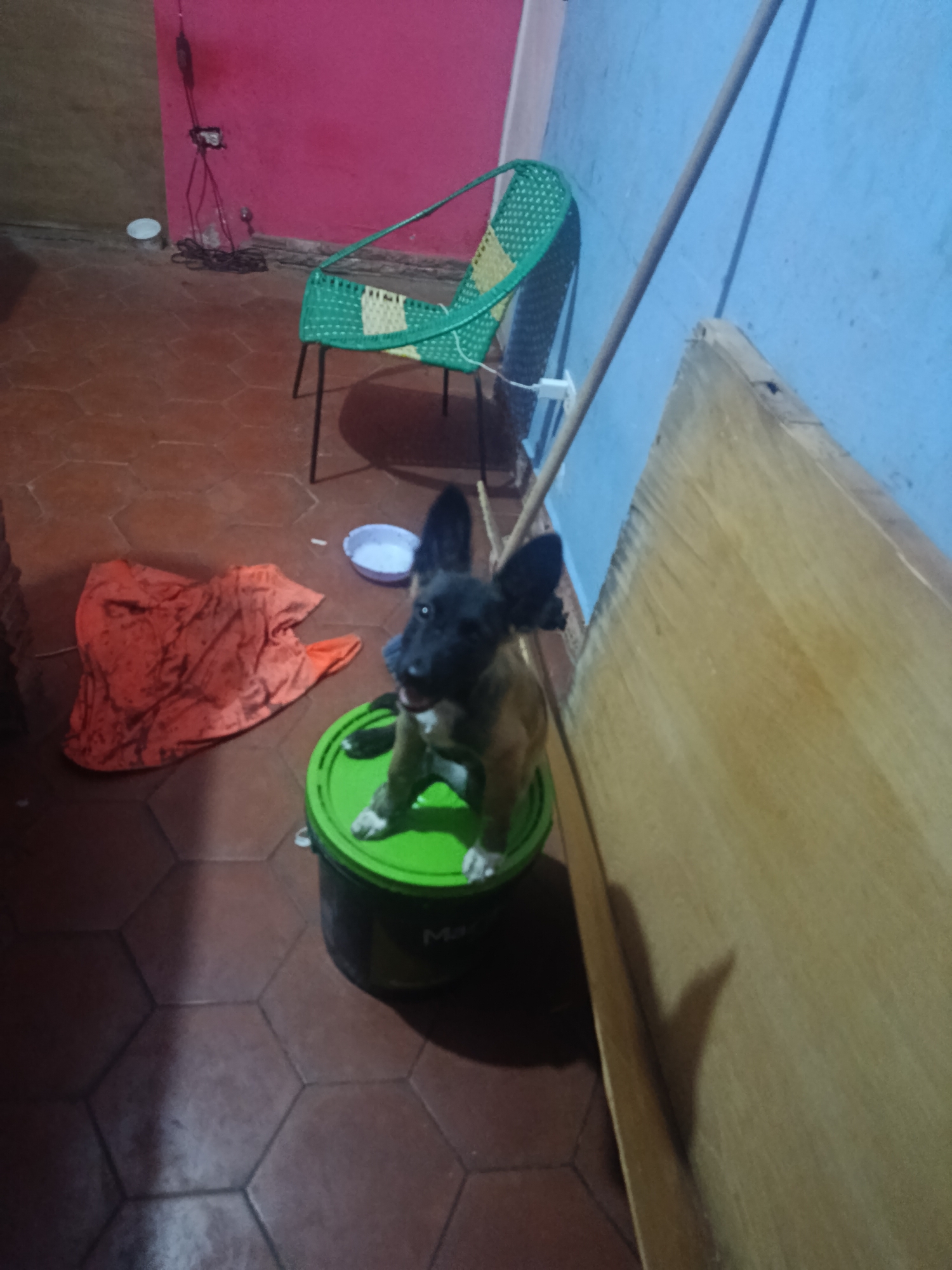 A brown-and-black dog with pointed ears sits atop a green bucket in a room. The room has a red wall in the background, a blue wall in the right corner, and a green woven chair. The floor is tiled in brown hexagonal tiles. An orange cloth is on the floor near a small white bowl. A long metal pole leans against the blue wall. A wooden board is next to the bucket. No people are visible. The location is Juan Griego, Venezuela.