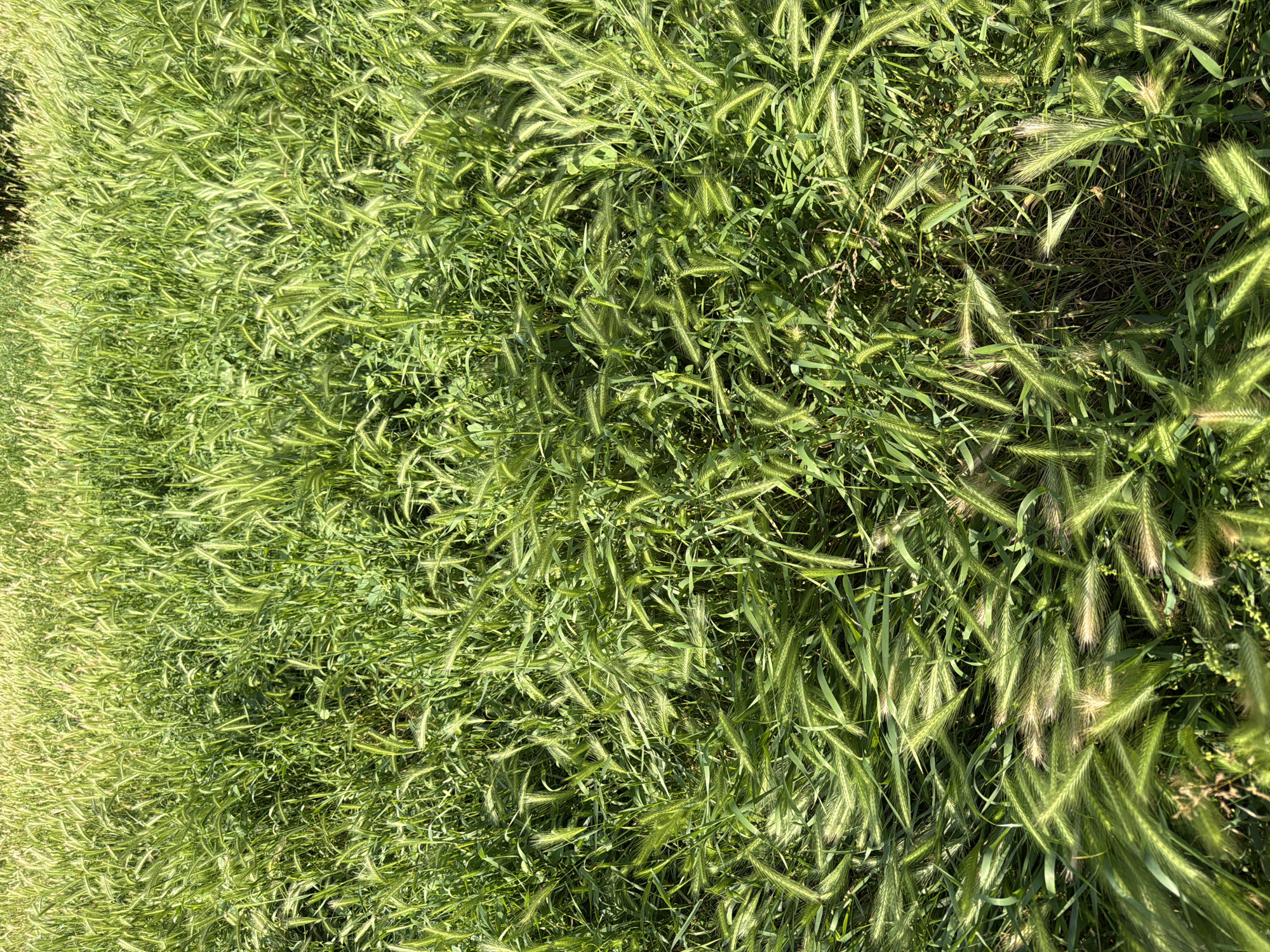 The image displays a dense field of vibrant green vegetation, predominantly composed of grass with numerous elongated, brush-like seed heads, characteristic of wild barley or foxtail species. The seed heads exhibit lighter green to yellowish-green hues, particularly where illuminated by direct sunlight, which casts subtle shadows within the dense growth. The overall appearance suggests a natural, uncultivated area or meadow. No people, animals, or man-made objects are visible within the frame. The strong, high-angle lighting indicates a bright, sunny day outdoors. The specific location within the city of Ruse, Bulgaria, cannot be determined from the visual content of the image.