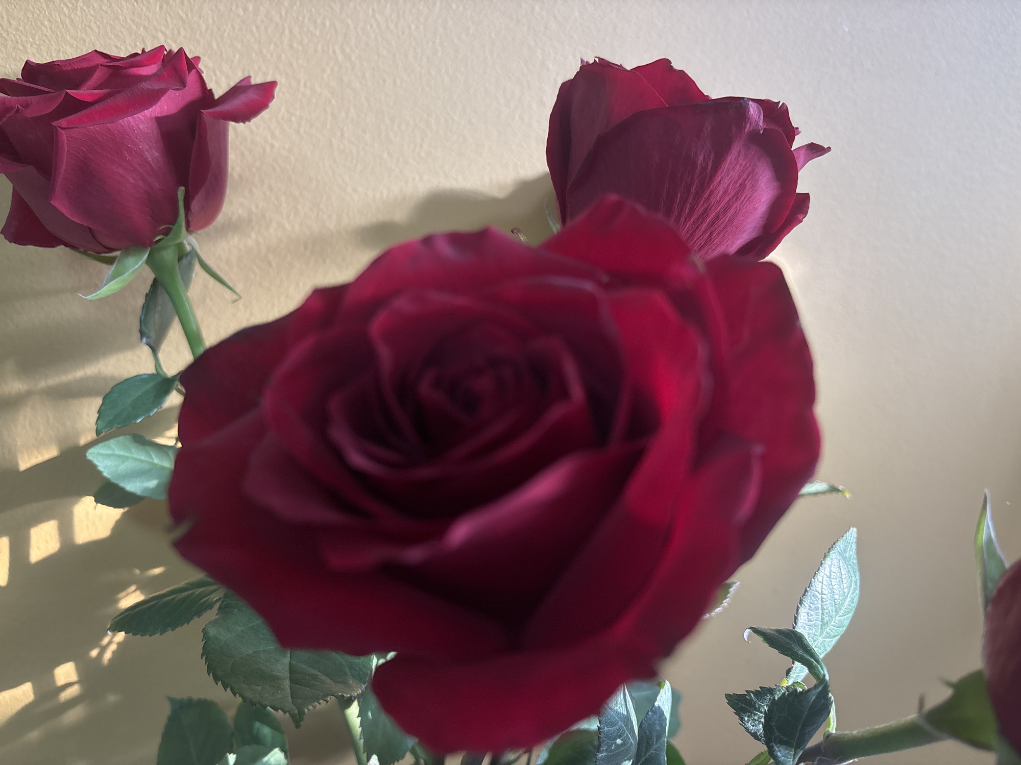 The image shows a close-up of three dark red roses with green leaves against a blurred, light yellow background. Sunlight creates a patterned shadow on the background. The roses are in focus, with the central rose being the largest and most prominent.
I can not say where exactly the picture was taken in the city of Chaikovsky, Russia, as this information is not available.