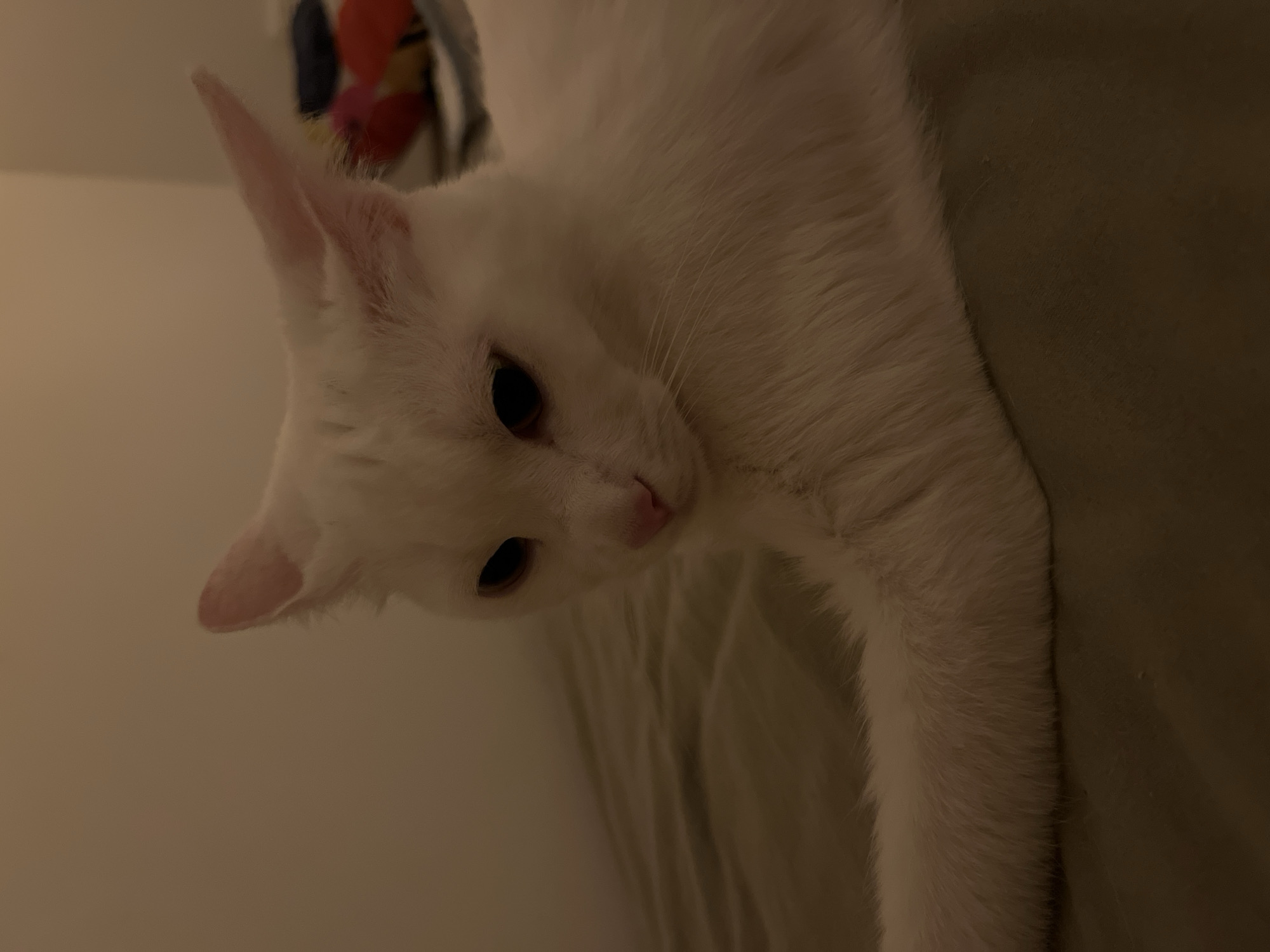 An adult, white cat with dark eyes and a pink nose is lying on a textured, pale green surface. The cat's body is angled towards the left side of the frame, with its front left leg extended forward. Its head is turned to face the camera, and its ears are alert. The background is a plain, light beige wall. To the right of the cat, a blurred object with colorful elements, possibly a blanket or cushion, is visible. The lighting is dim, casting soft shadows. This scene is indoors, likely in a residential setting.